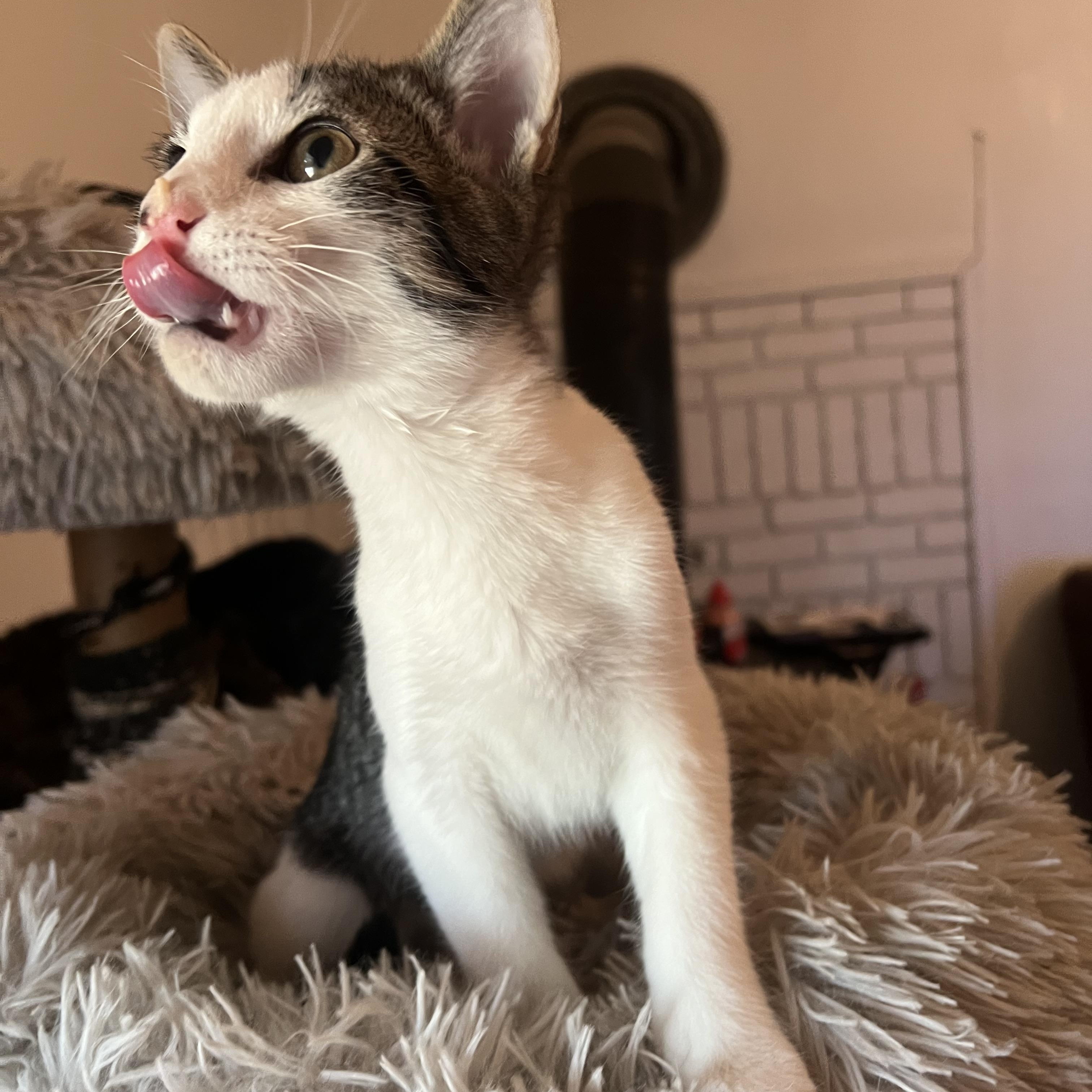 Domino, an adoptable Domestic Short Hair in Price, UT, 84501 | Photo Image 6