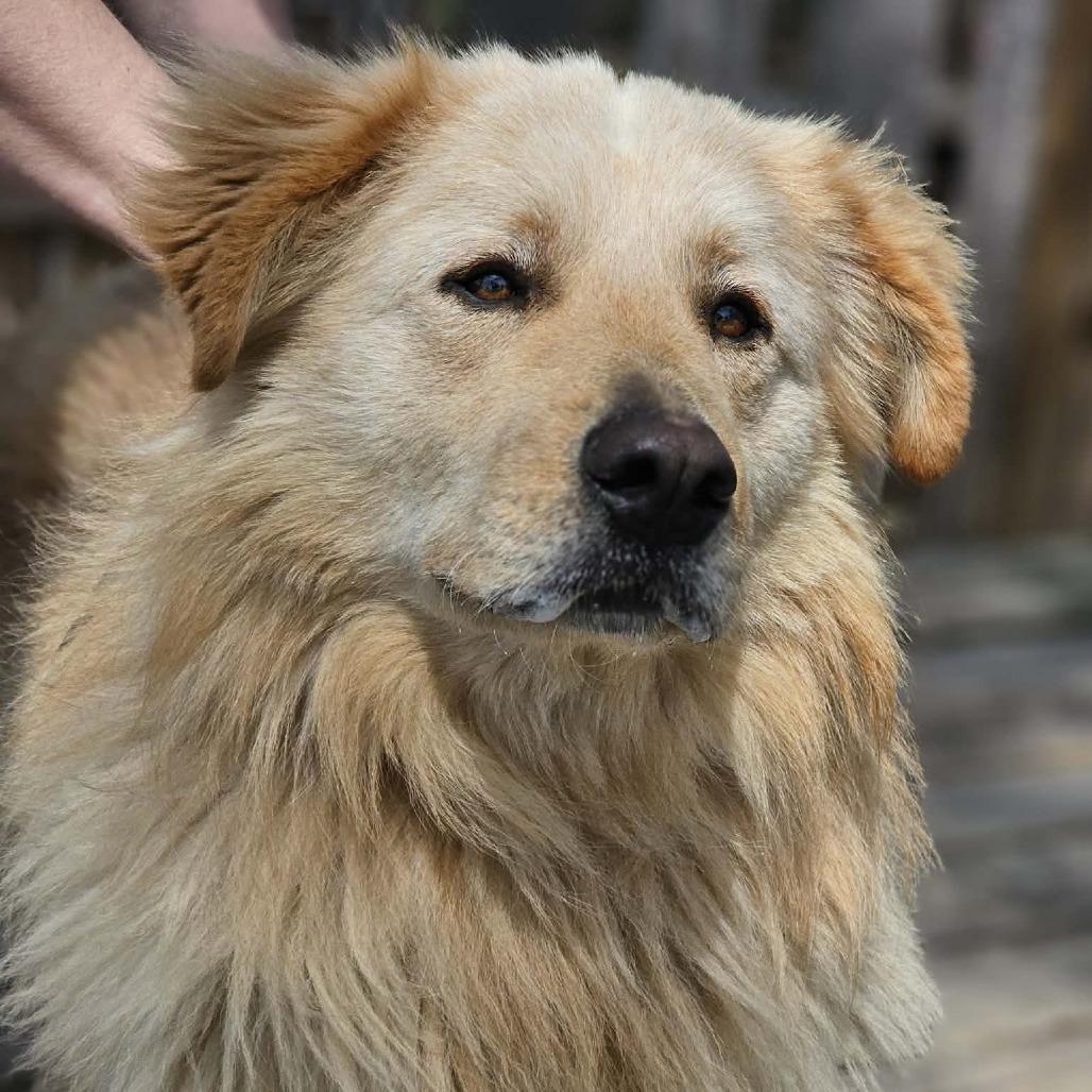Wyatt - 1126, Adoptable, Adult Male Golden Retriever & Great Pyrenees.