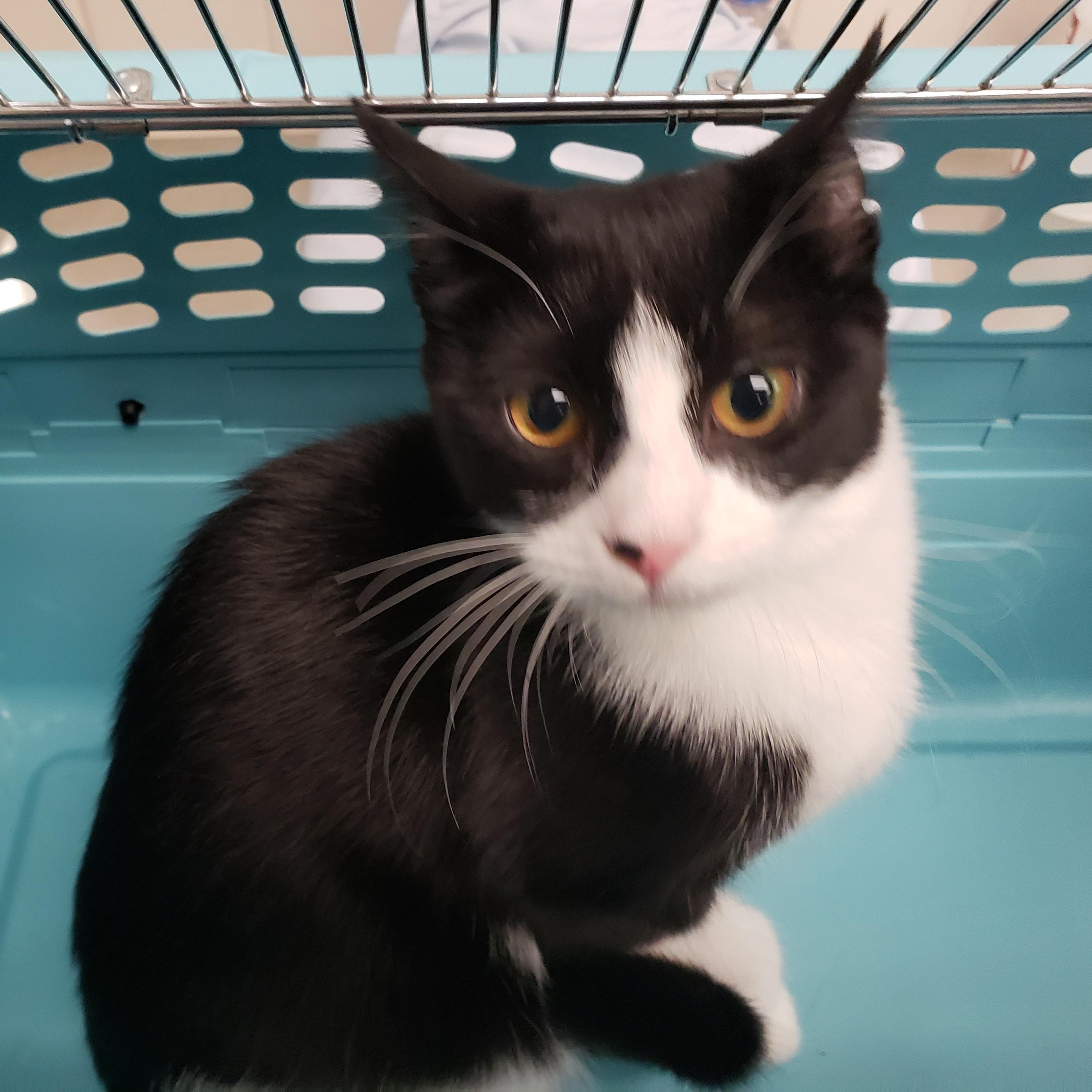 Poppy, Adoptable, Young Female Domestic Short Hair.