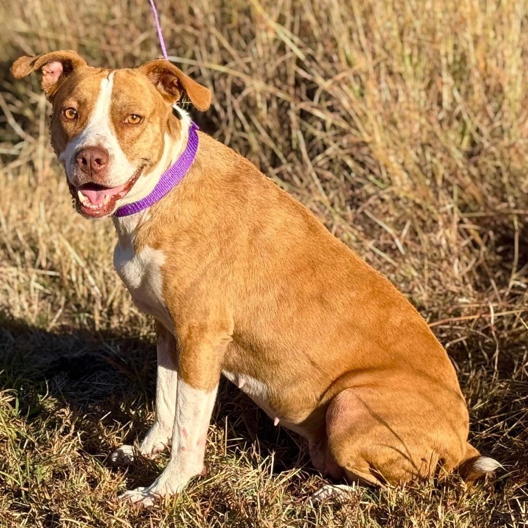 Enlarge Izzie, a Adoptable mixed breed in San Antonio, TX image 3/6