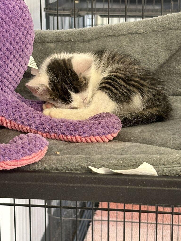 ACORN, Adoptable, Kitten Male Domestic Short Hair.