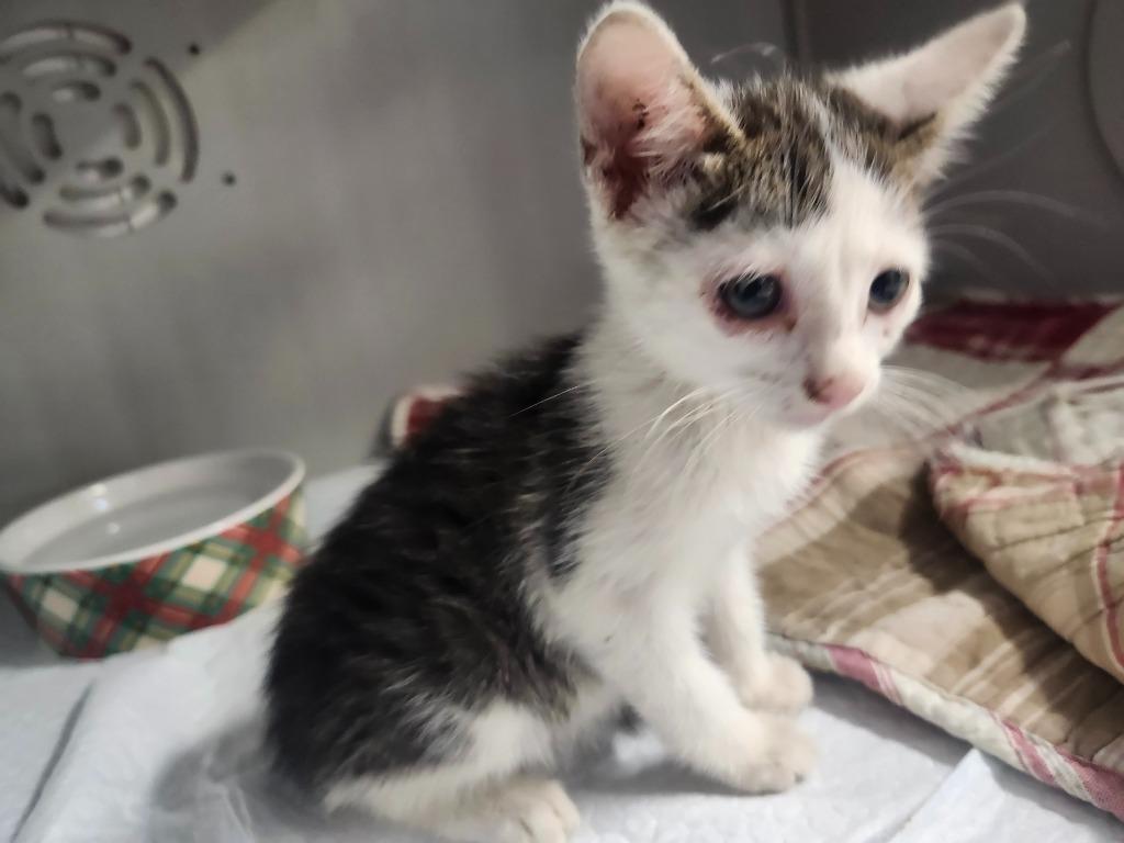 Enlarge ACORN, a Adoptable mixed breed in Athens, AL image 3/6