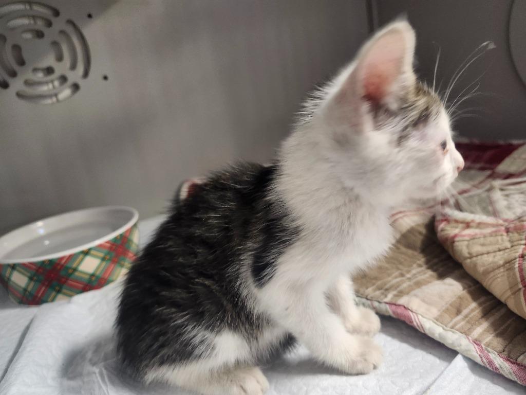 Enlarge ACORN, a Adoptable mixed breed in Athens, AL image 4/6