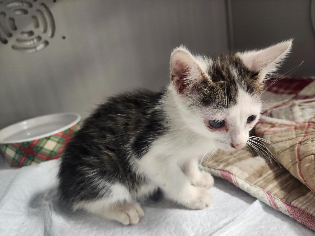 Enlarge ACORN, a Adoptable mixed breed in Athens, AL image 5/6