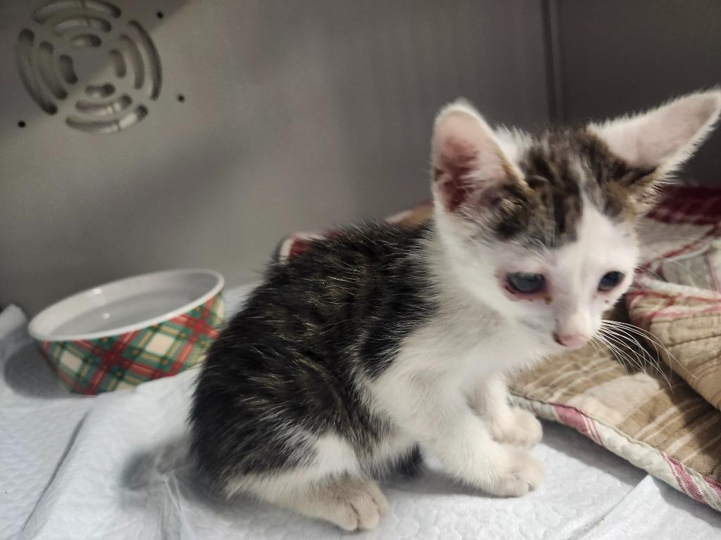 Enlarge ACORN, a Adoptable mixed breed in Athens, AL image 6/6