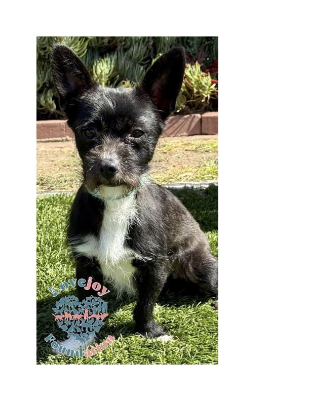 Chase is a 9 month old male Terrier Mix who has already been through a lothe wa