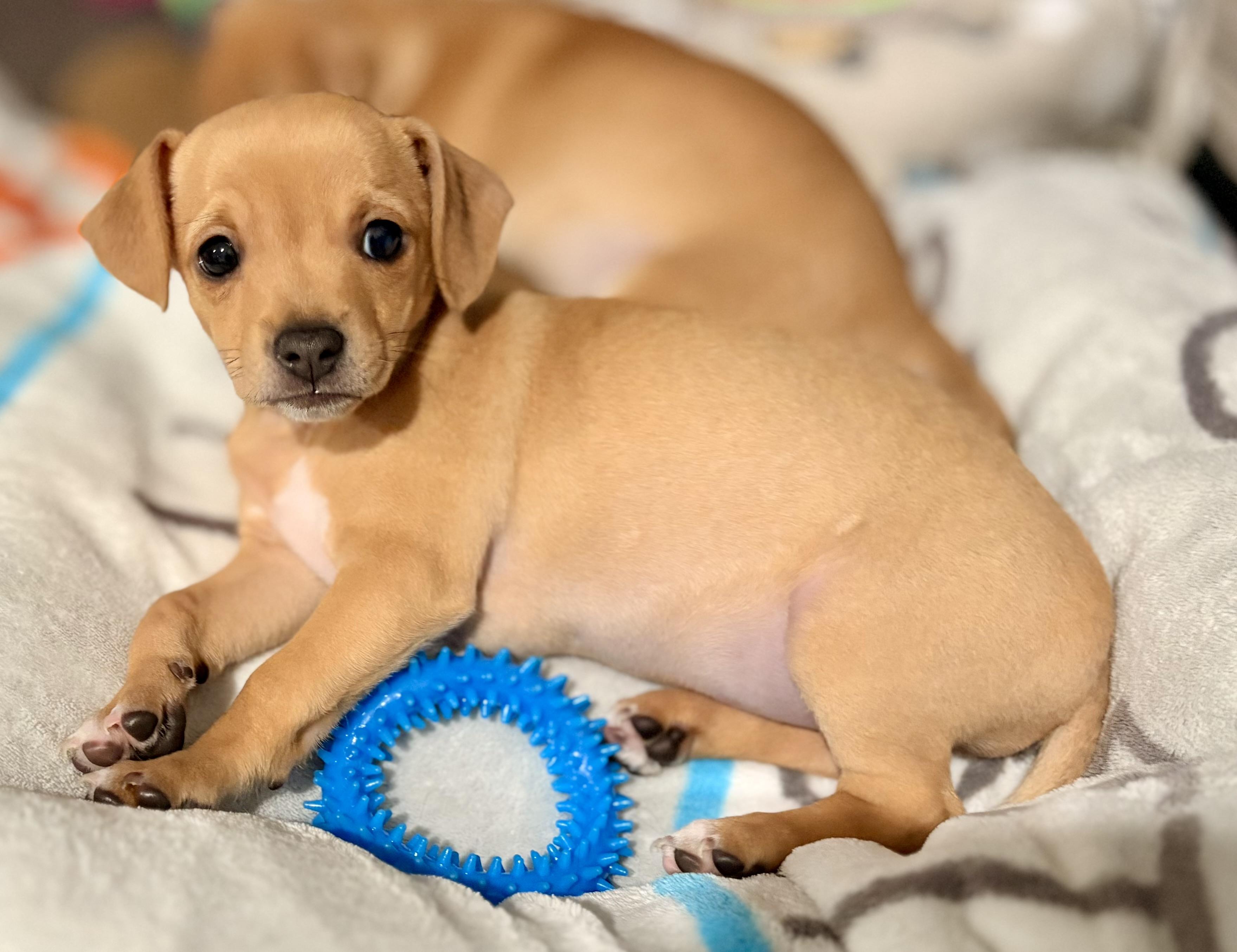 Enlarge Paz, a ADOPTABLE mixed breed in Inverness, FL image 4/5