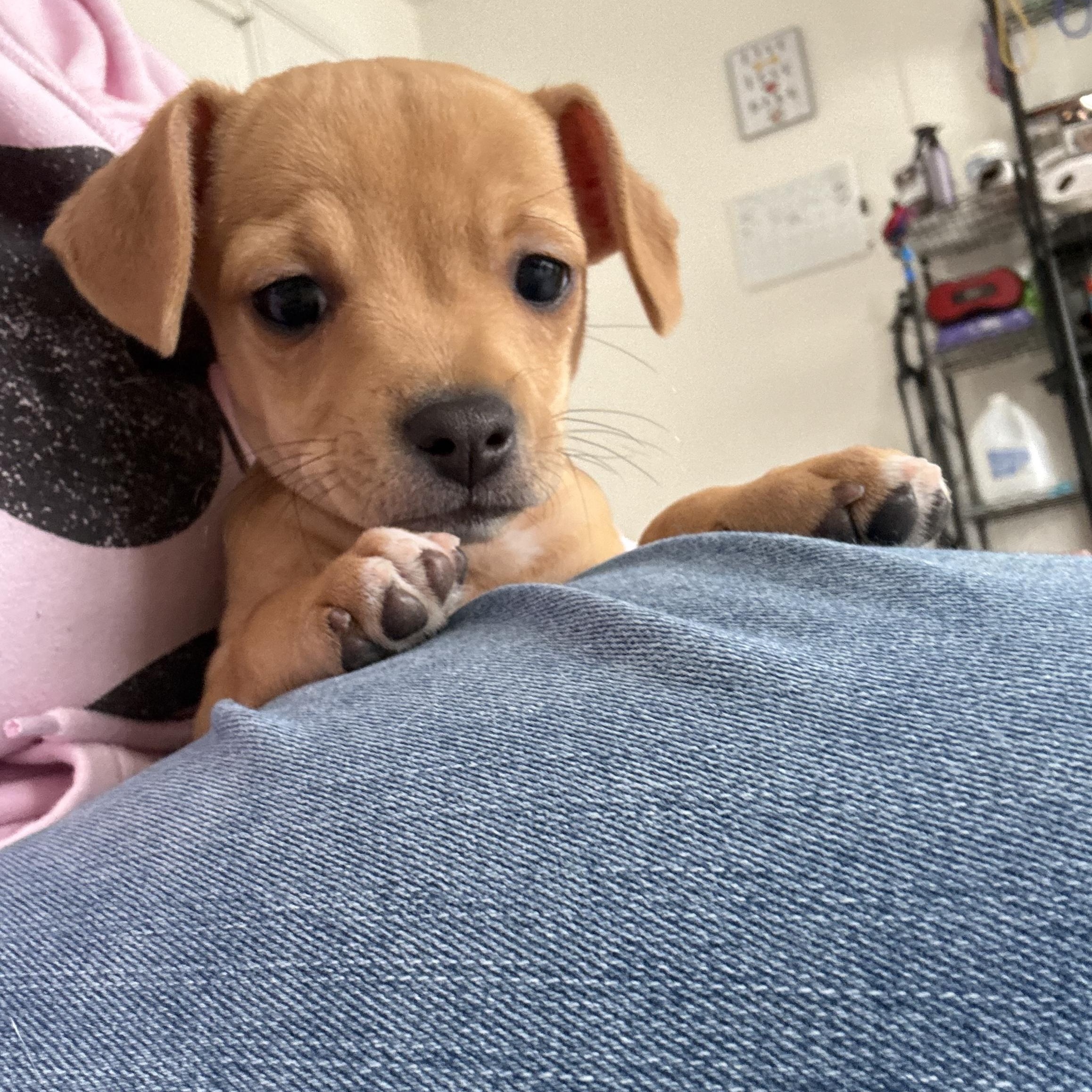 Enlarge Paz, a ADOPTABLE mixed breed in Inverness, FL image 2/5