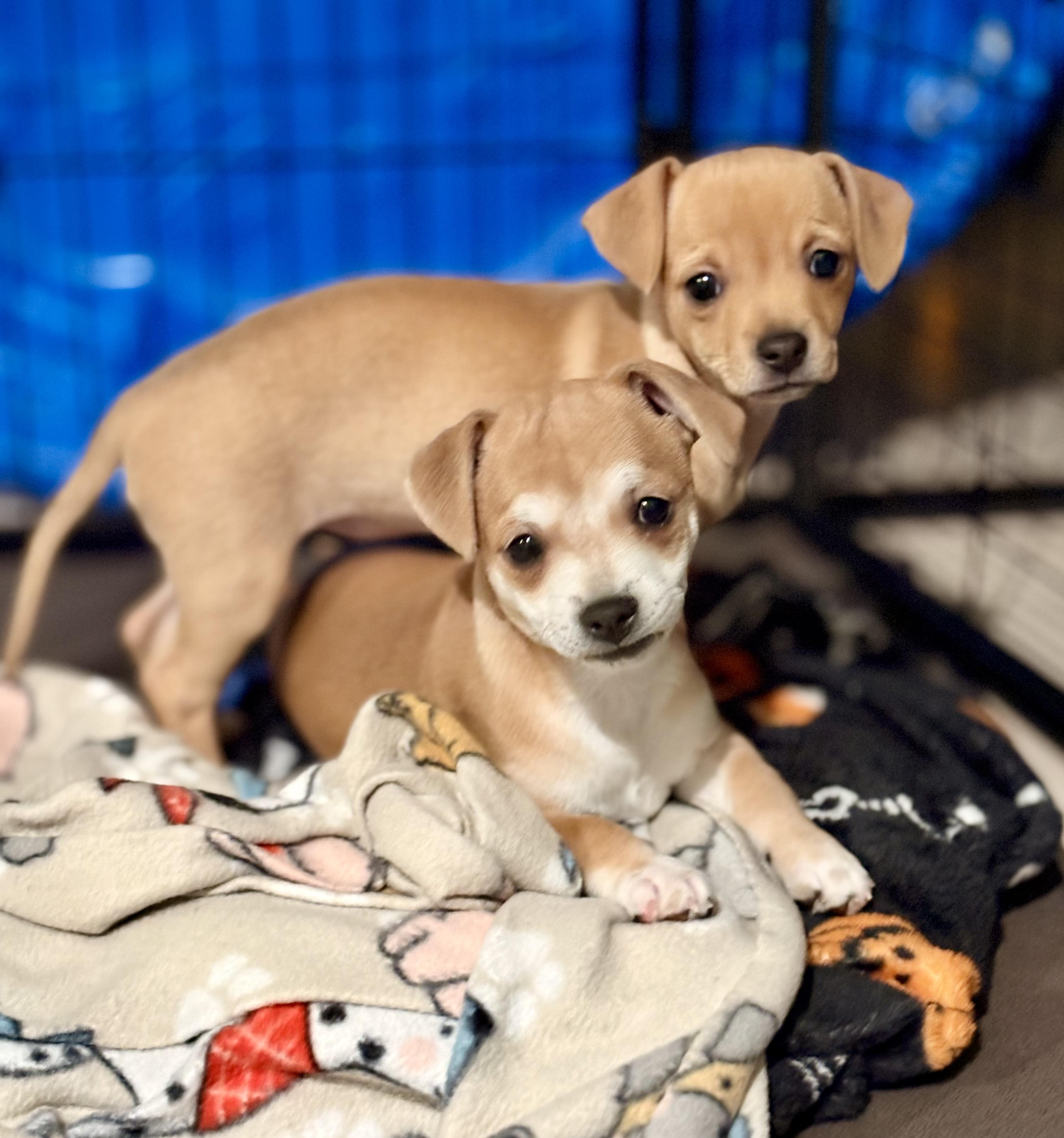 Enlarge Paz, a ADOPTABLE mixed breed in Inverness, FL image 5/5