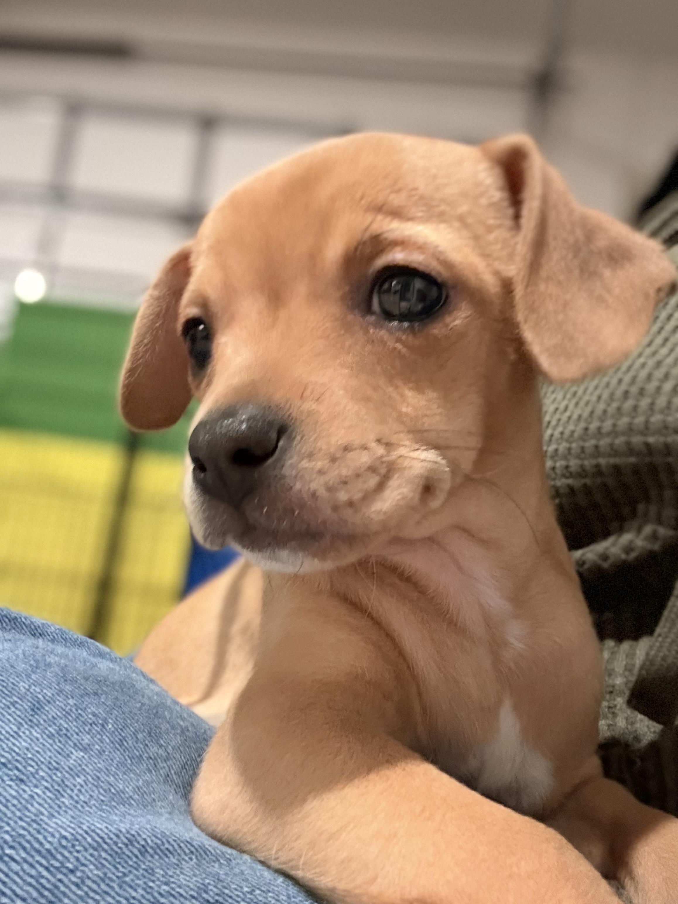 Paz, ADOPTABLE, Puppy Female Chihuahua.