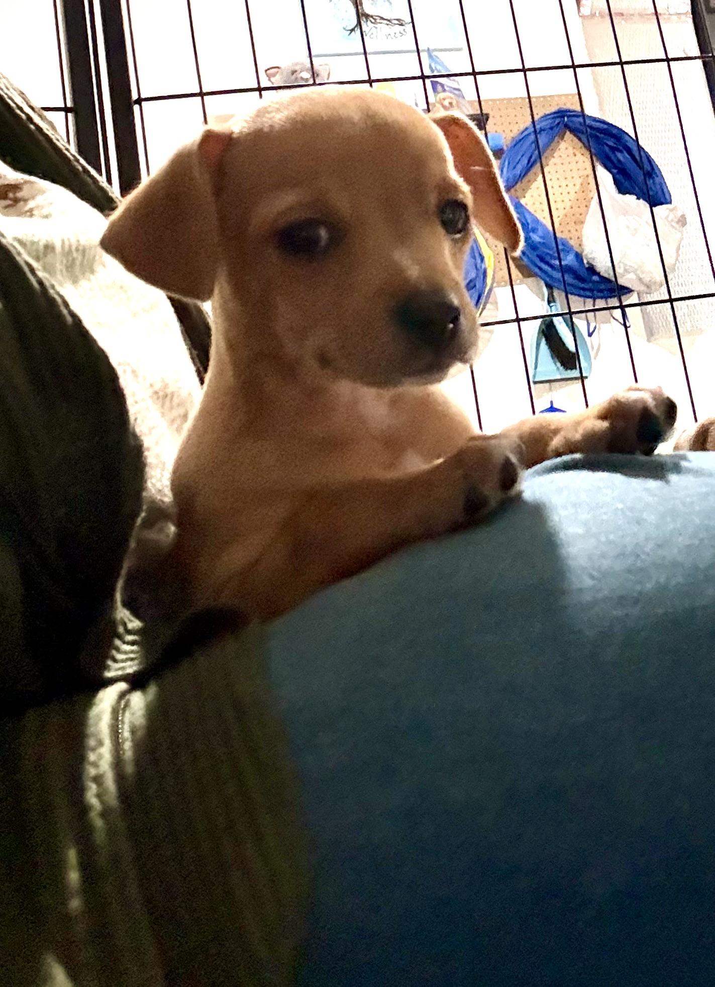 Enlarge Paz, a ADOPTABLE mixed breed in Inverness, FL image 3/5