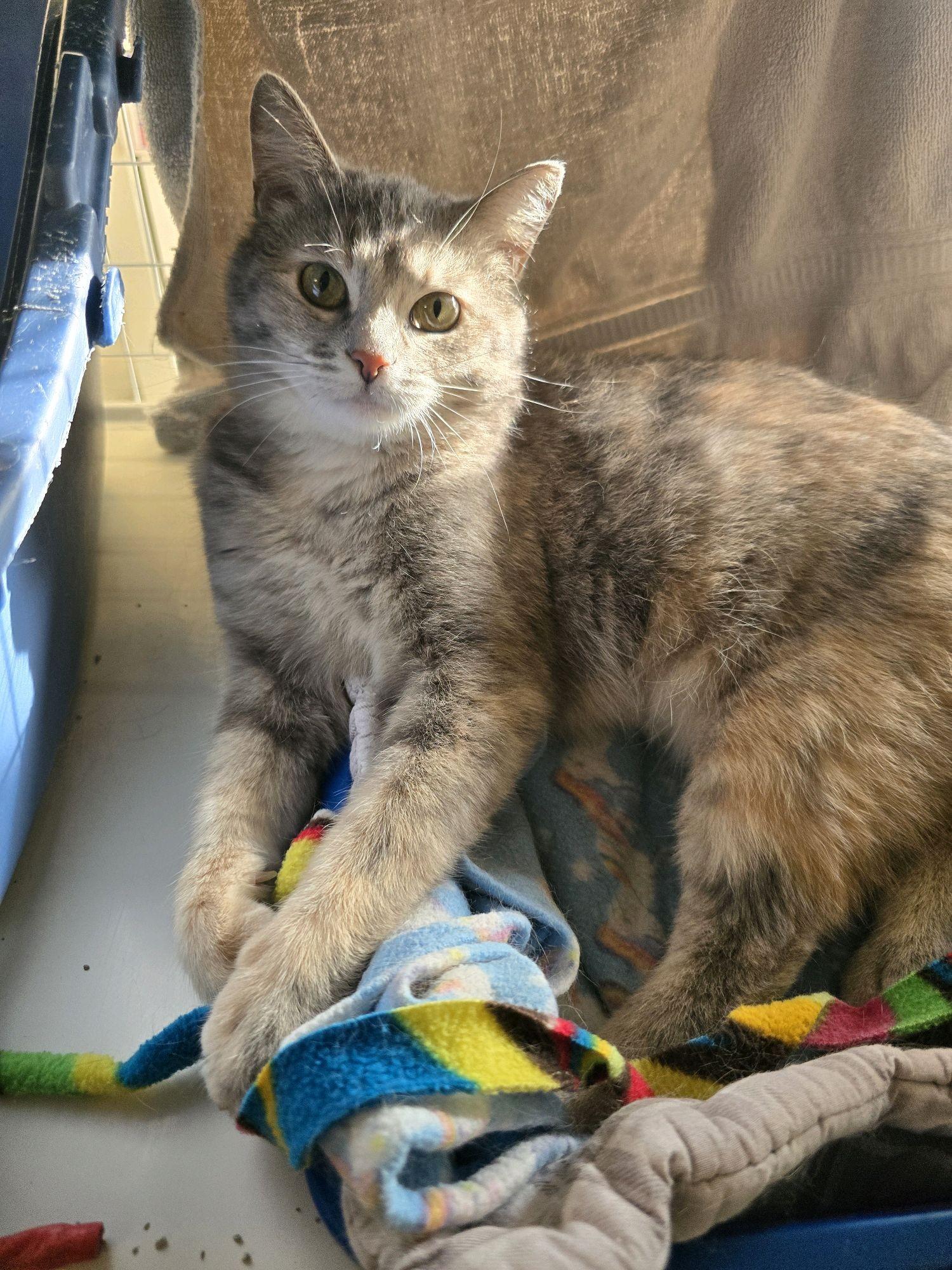 Enlarge Beatrice, a Adoptable Domestic Short Hair in Indianapolis, IN image 5/6