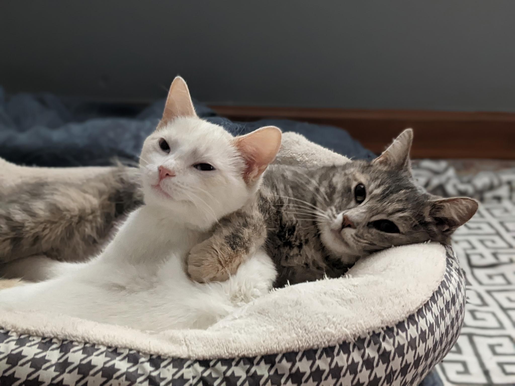 Beatrice, a Adoptable Domestic Short Hair in Greenwood, IN image 2/2