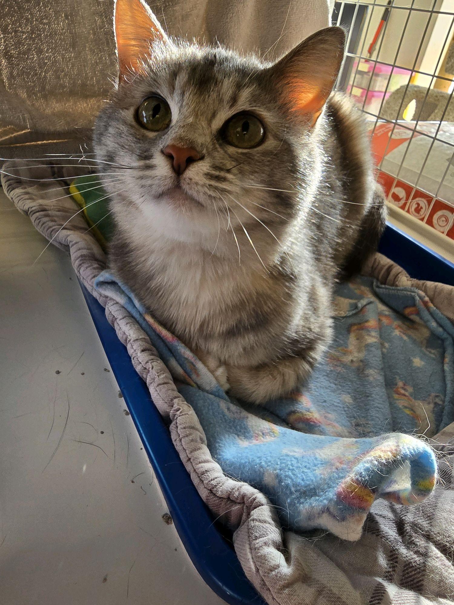 Enlarge Beatrice, a Adoptable Domestic Short Hair in Indianapolis, IN image 3/6