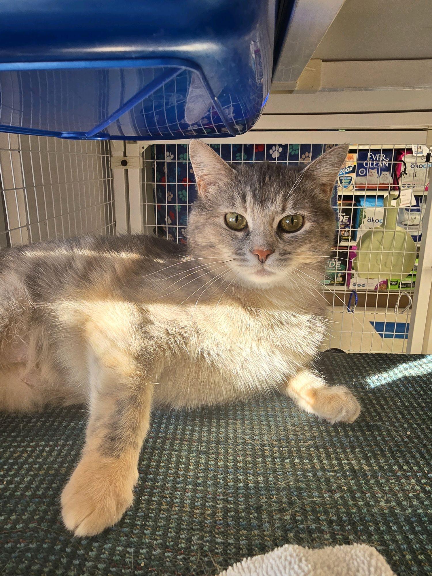 Enlarge Beatrice, a Adoptable Domestic Short Hair in Indianapolis, IN image 2/6