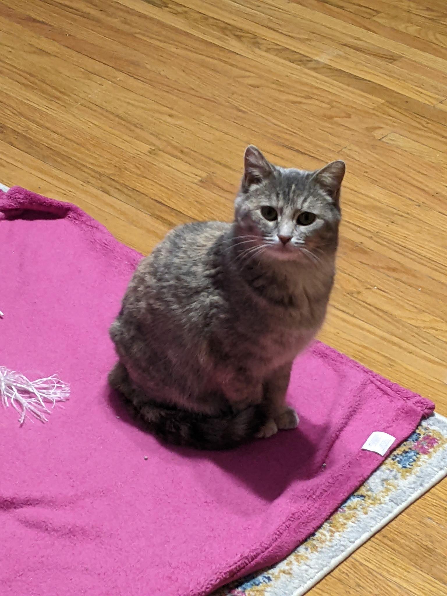 Beatrice, a Adoptable Domestic Short Hair in Greenwood, IN image 1/2