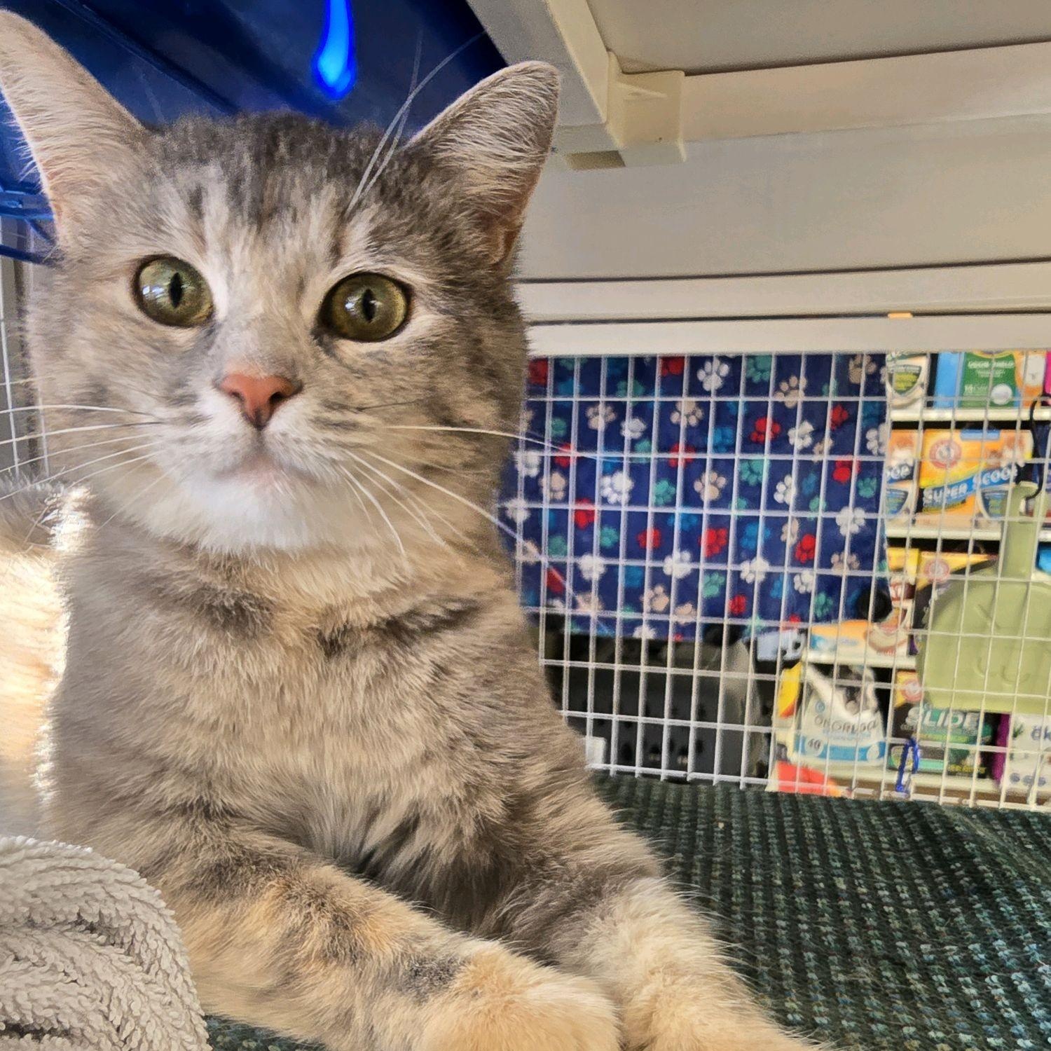 Enlarge Beatrice, a Adoptable Domestic Short Hair in Indianapolis, IN image 1/6