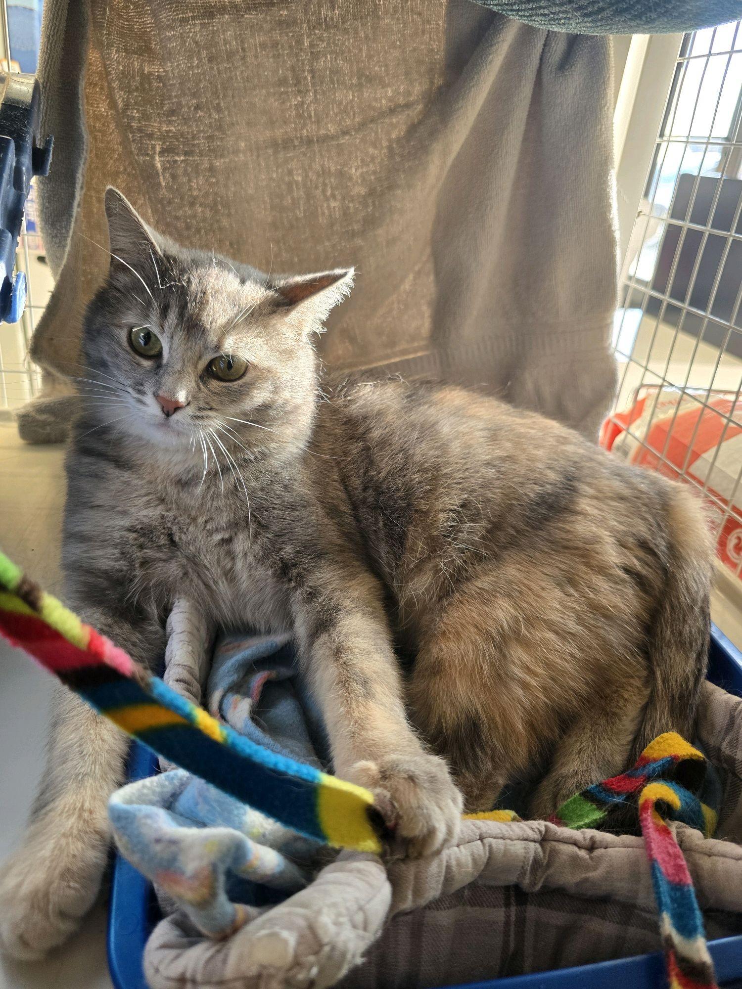 Enlarge Beatrice, a Adoptable Domestic Short Hair in Indianapolis, IN image 6/6