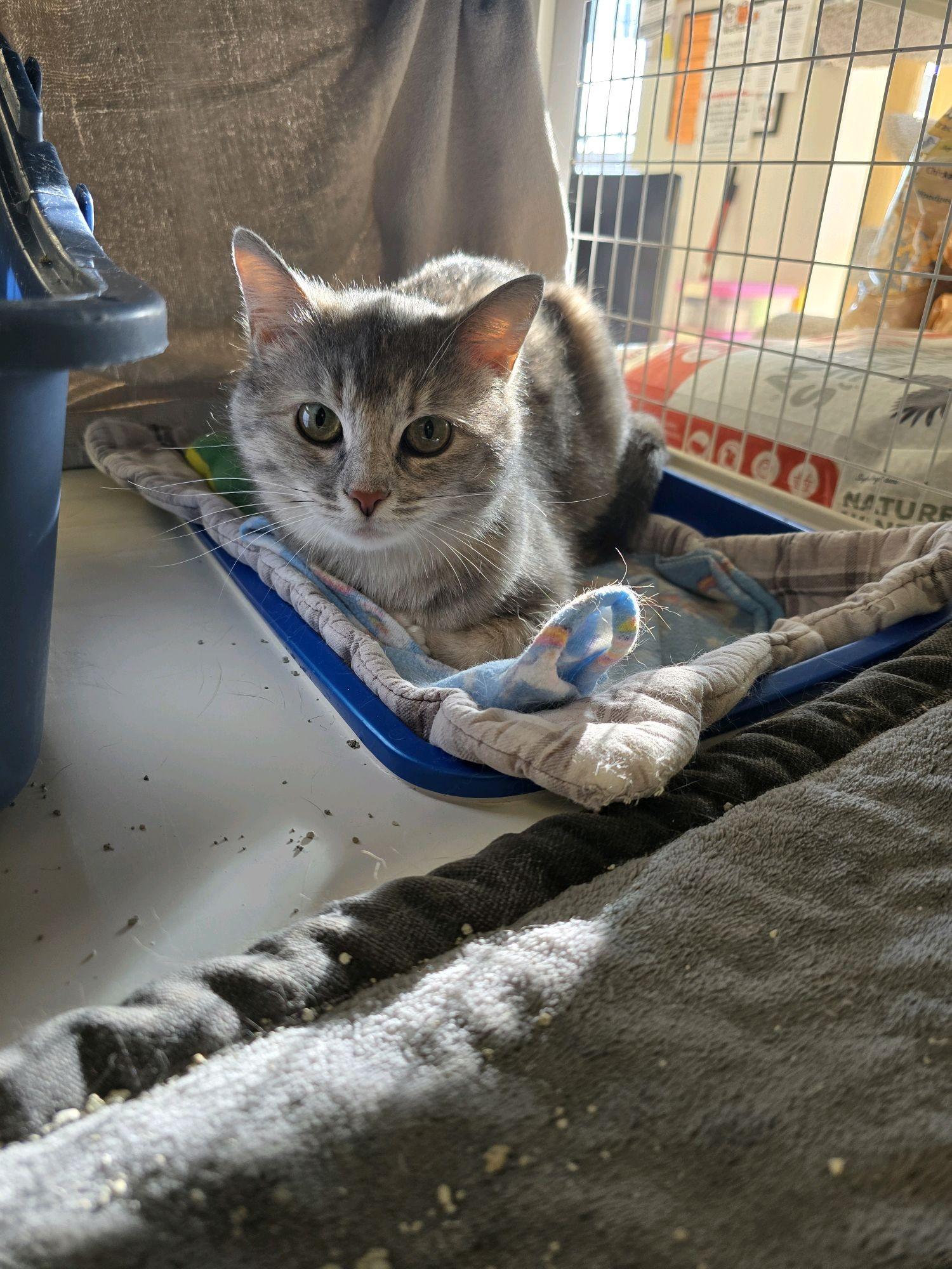 Enlarge Beatrice, a Adoptable Domestic Short Hair in Indianapolis, IN image 4/6