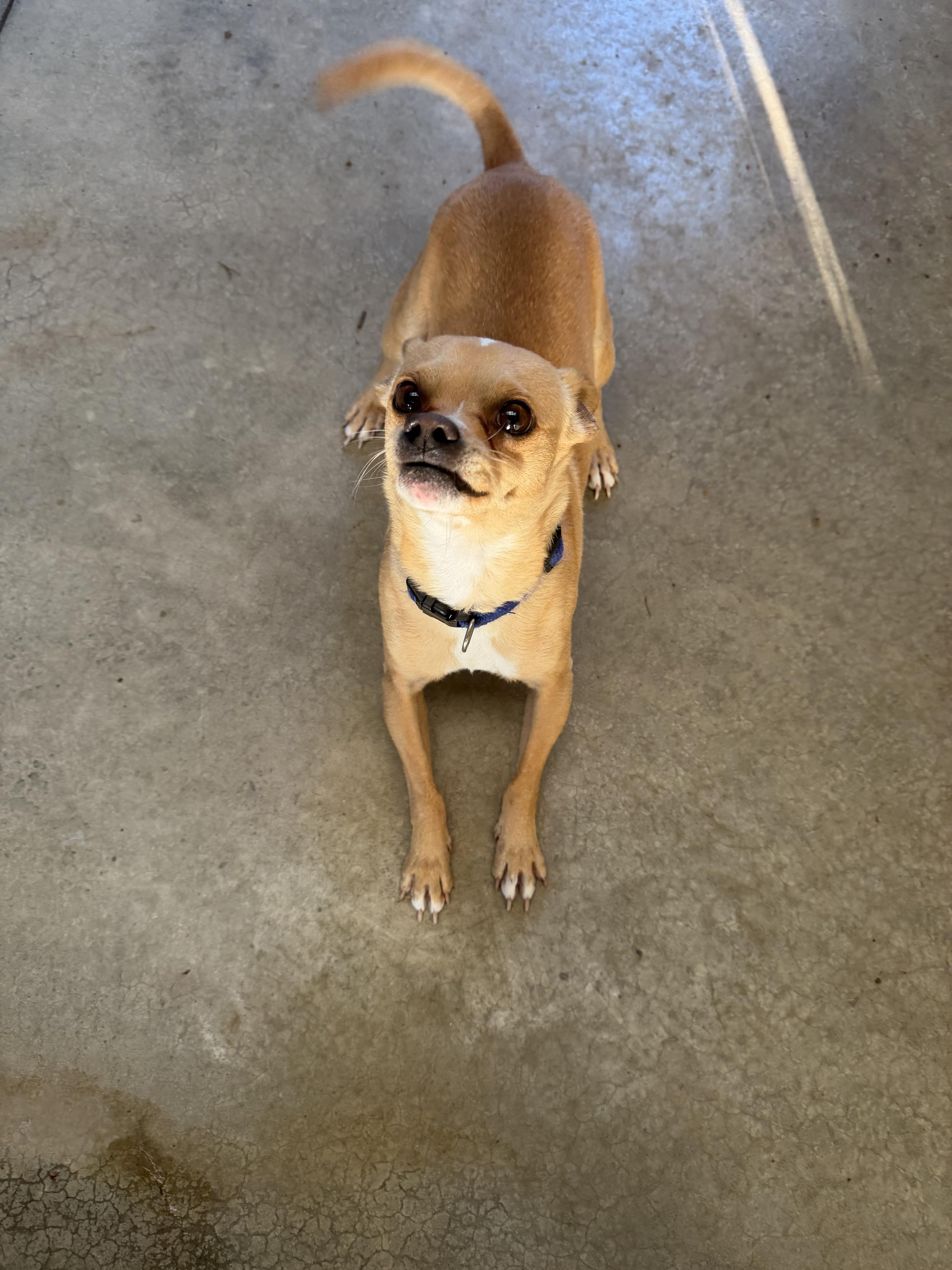 Enlarge Buck, a Adoptable mixed breed in Hood River, OR image 2/3