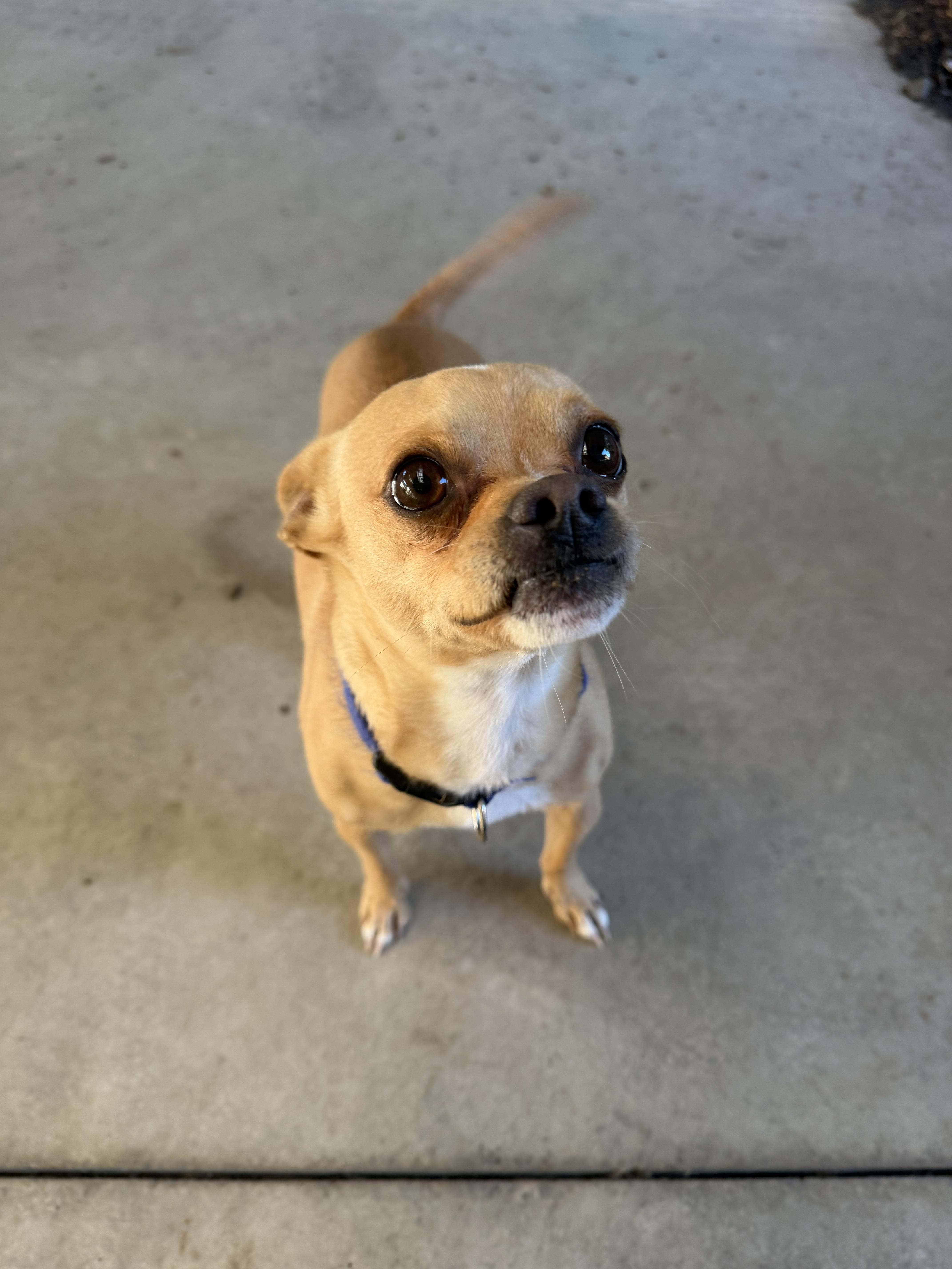 Enlarge Buck, a Adoptable mixed breed in Hood River, OR image 3/3
