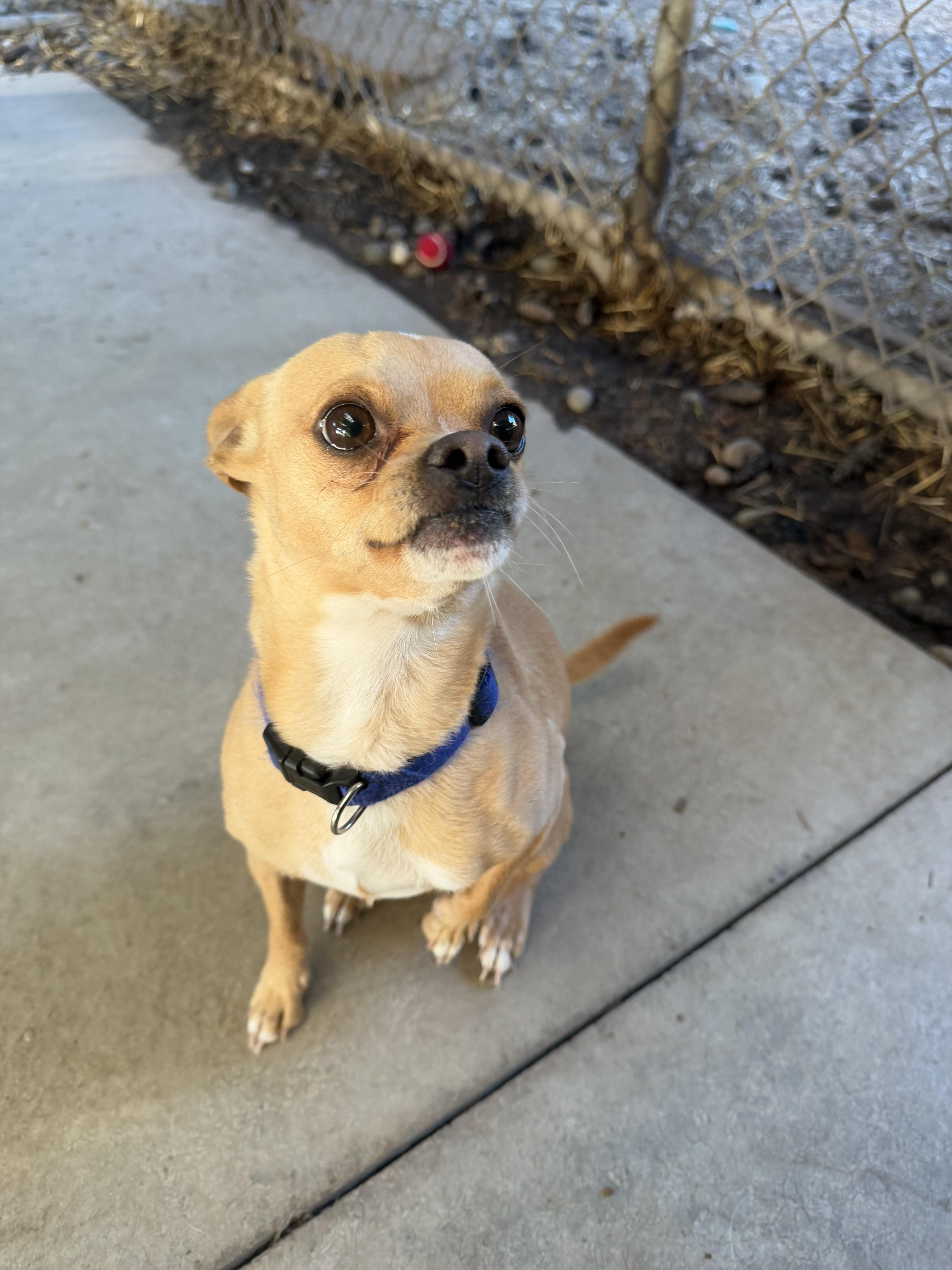 Enlarge Buck, a Adoptable mixed breed in Hood River, OR image 1/3