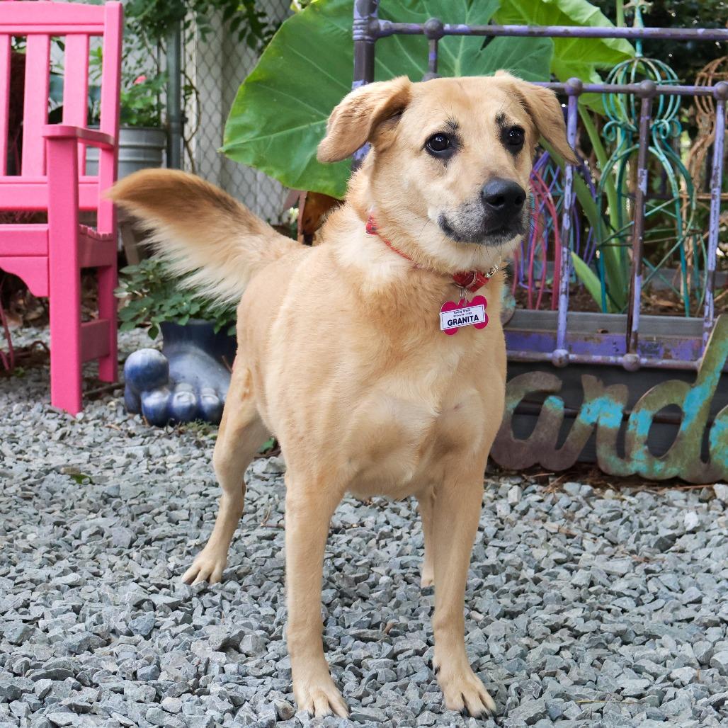 Granita, Adoptable, Senior Female Labrador Retriever.