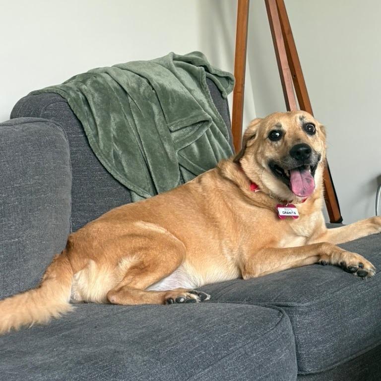 Enlarge Granita, a Adoptable Labrador Retriever in Wake Forest, NC image 2/6