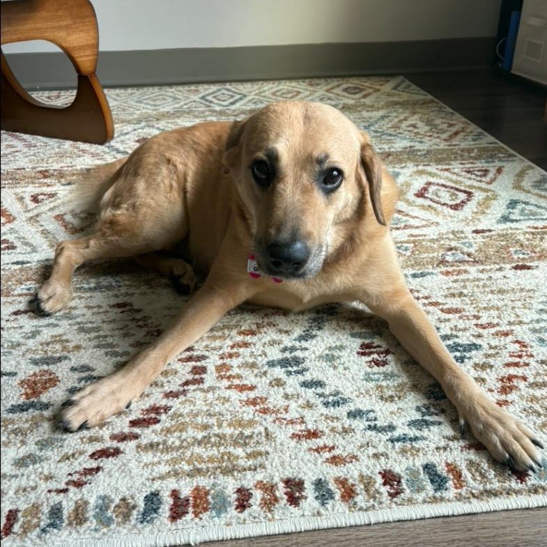 Enlarge Granita, a Adoptable Labrador Retriever in Wake Forest, NC image 3/6