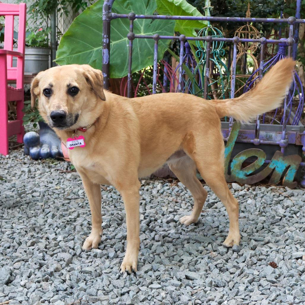 Enlarge Granita, a Adoptable Labrador Retriever in Wake Forest, NC image 4/6