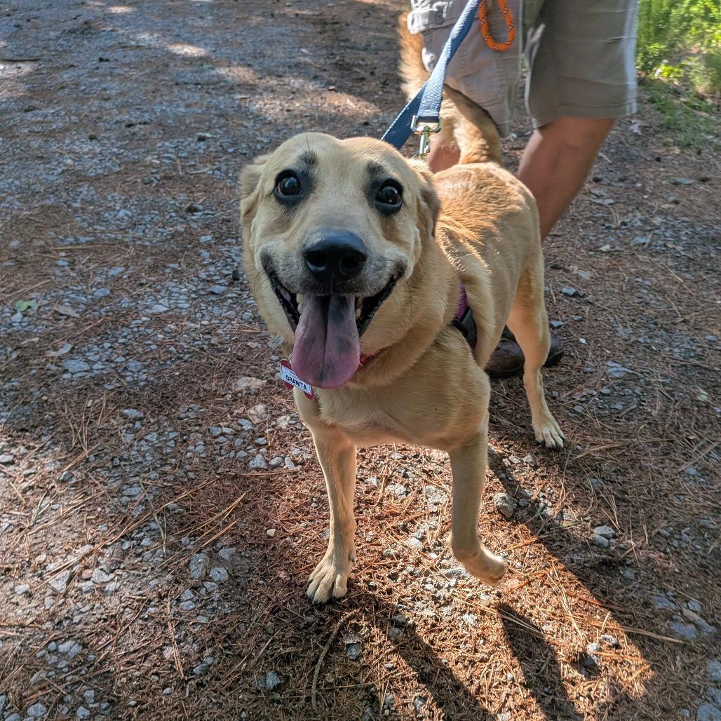 Enlarge Granita, a Adoptable Labrador Retriever in Wake Forest, NC image 5/6