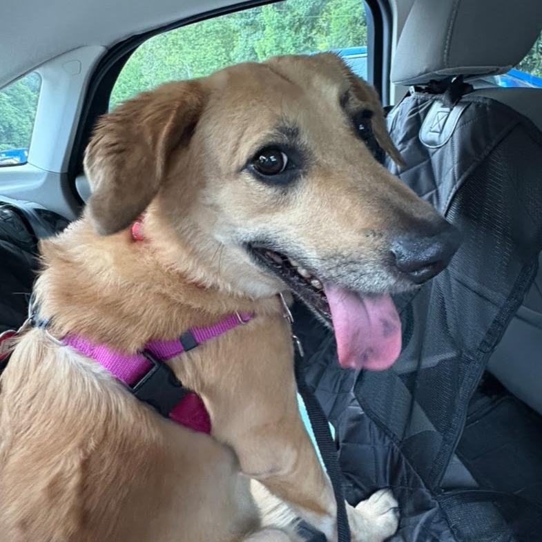 Enlarge Granita, a Adoptable Labrador Retriever in Wake Forest, NC image 6/6