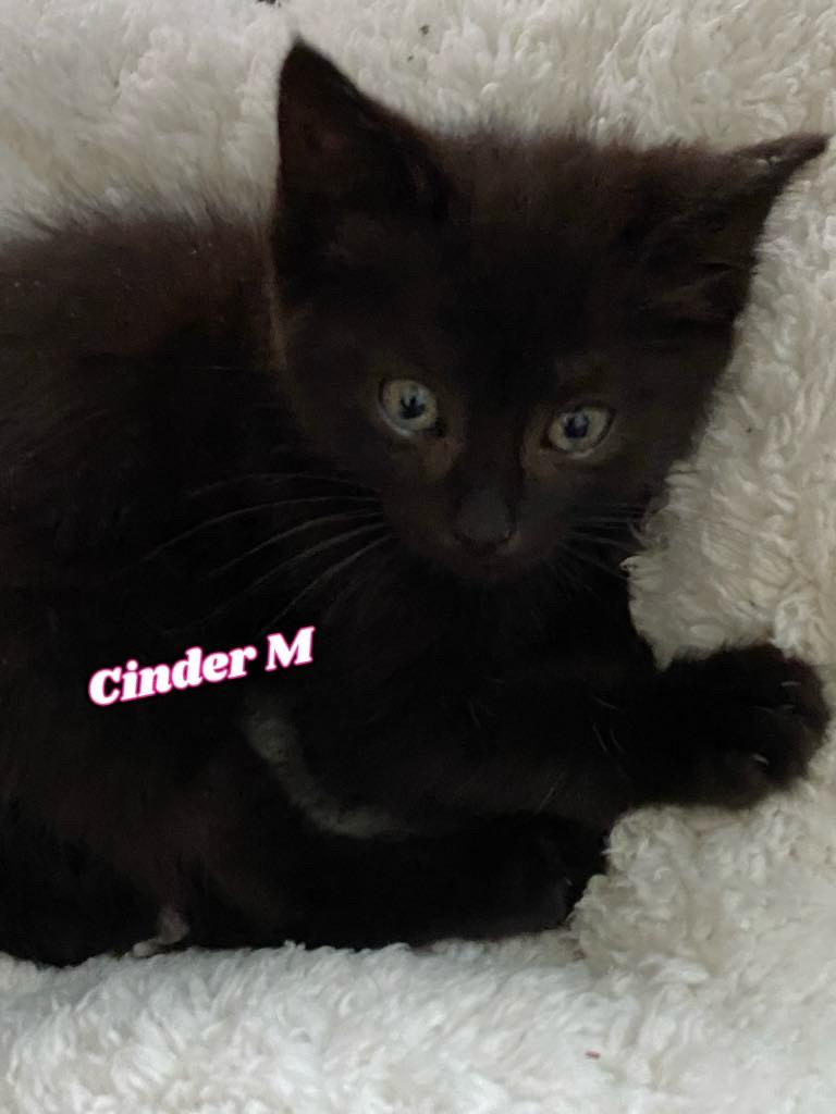 Coal & Cinder bonded kittens, Baby Male Domestic Short Hair