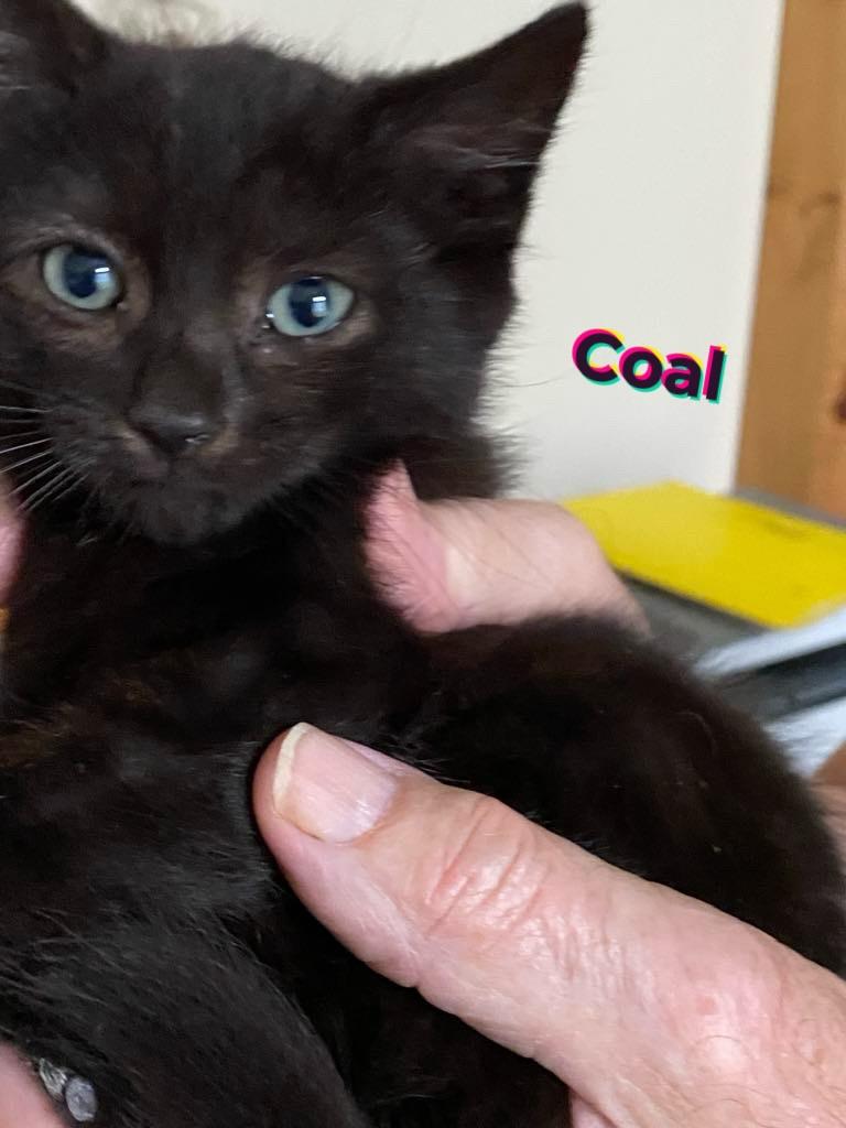 Coal & Cinder bonded kittens photo 2