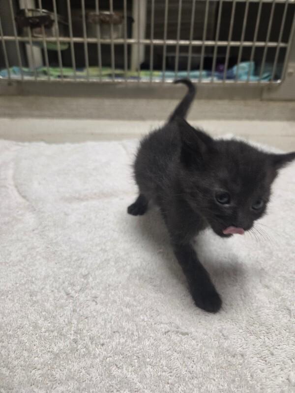 Olive, Adoptable, Young Female Domestic Short Hair.