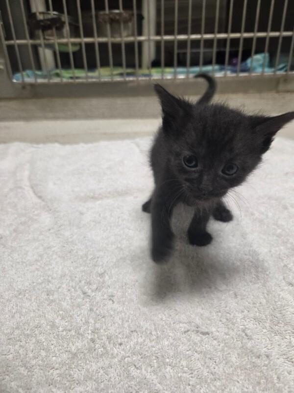 Enlarge Olive, a Adoptable Domestic Short Hair in Bluffton, IN image 2/2