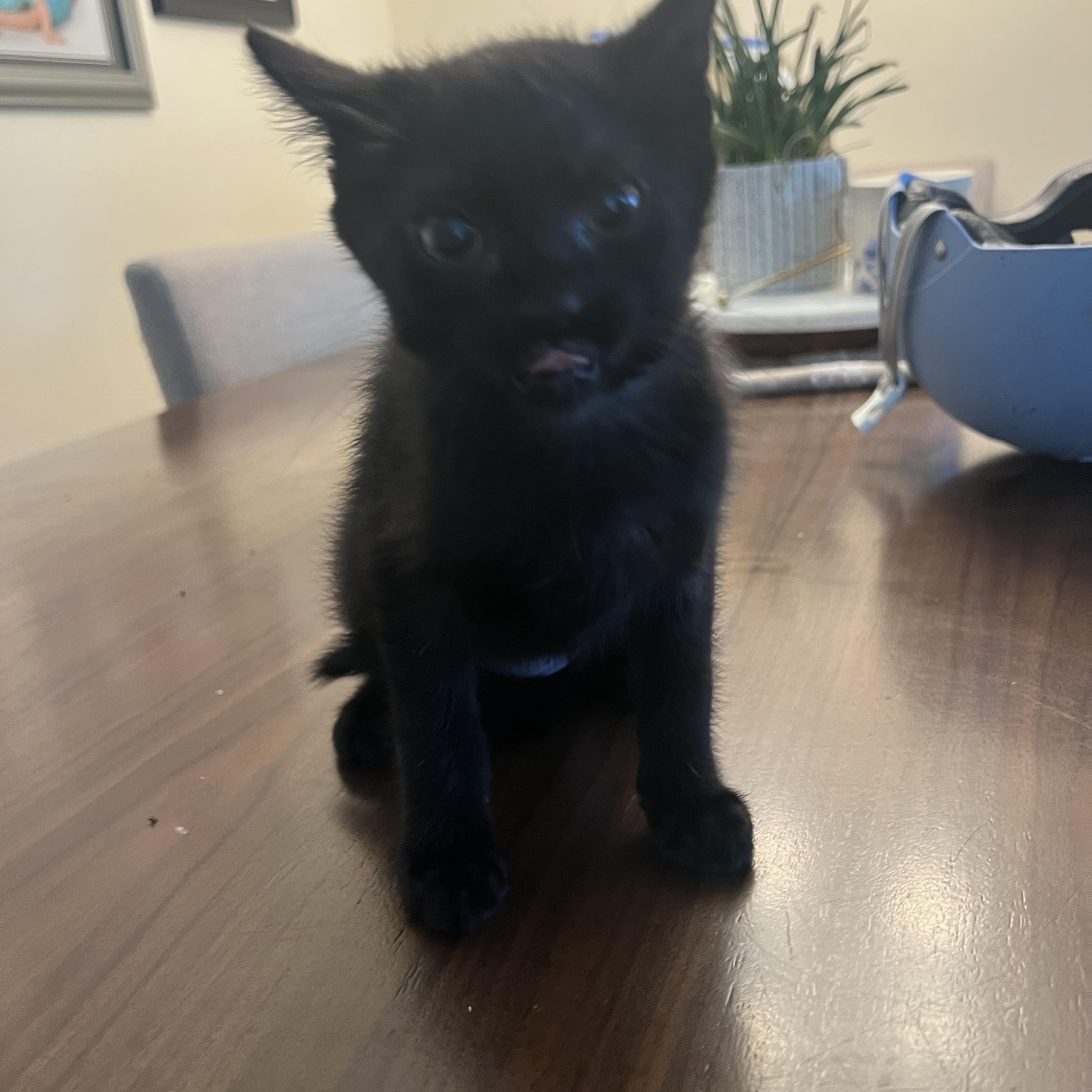 Enlarge Beans, an adopted Domestic Short Hair in Wheeling, IL image 1/1
