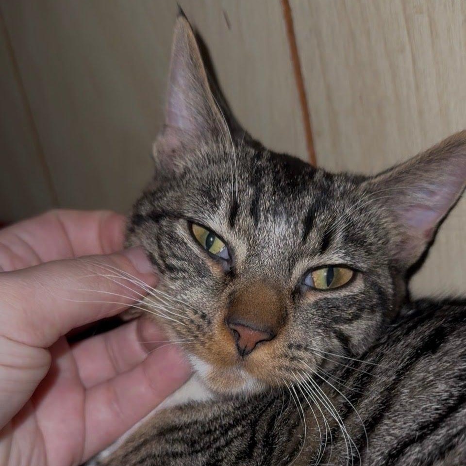 Enlarge Macie , a Adoptable Domestic Short Hair in Clifton, NJ image 2/3