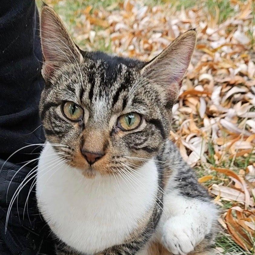 Macie , Adoptable, Young Female Domestic Short Hair.