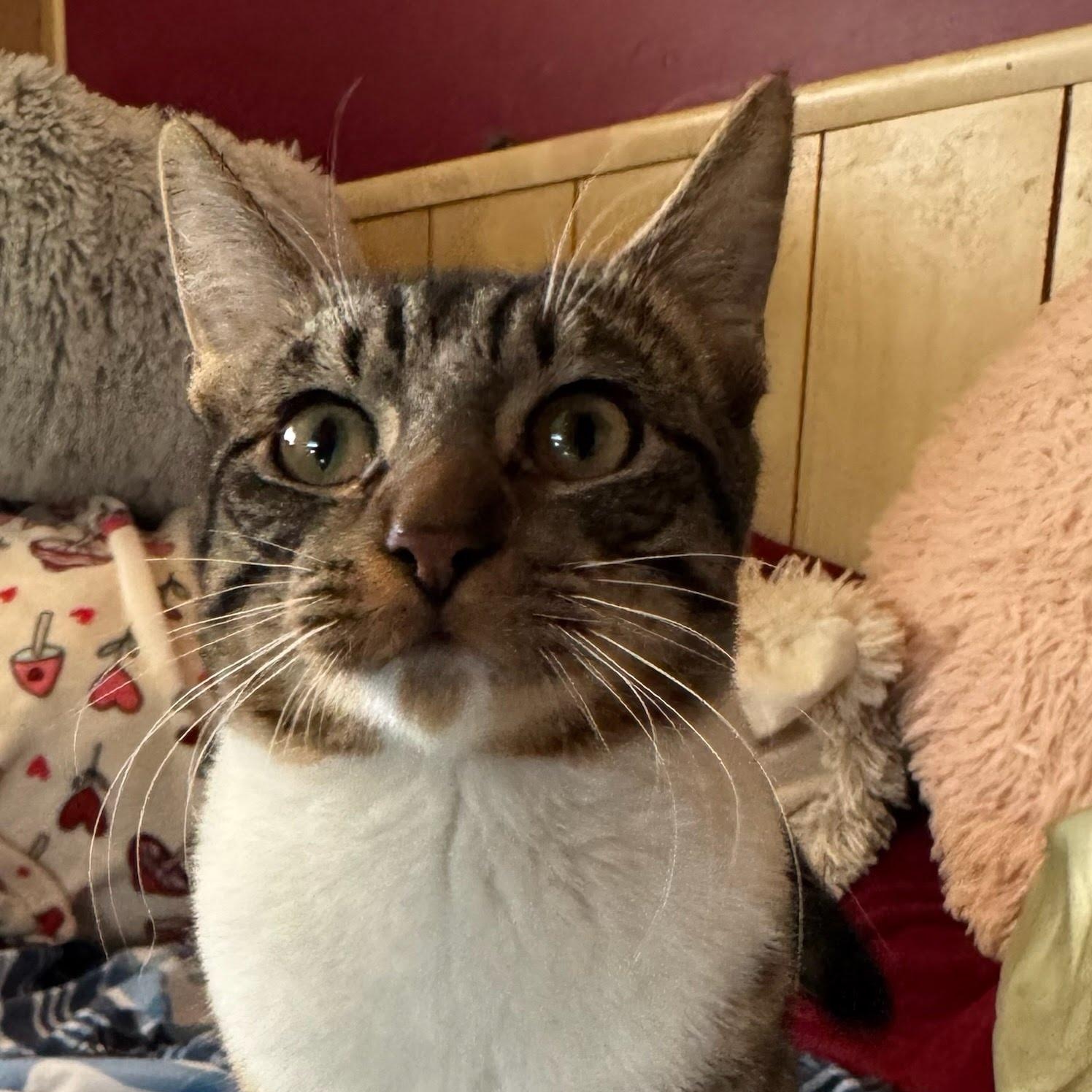 Enlarge Macie , a Adoptable Domestic Short Hair in Clifton, NJ image 3/3