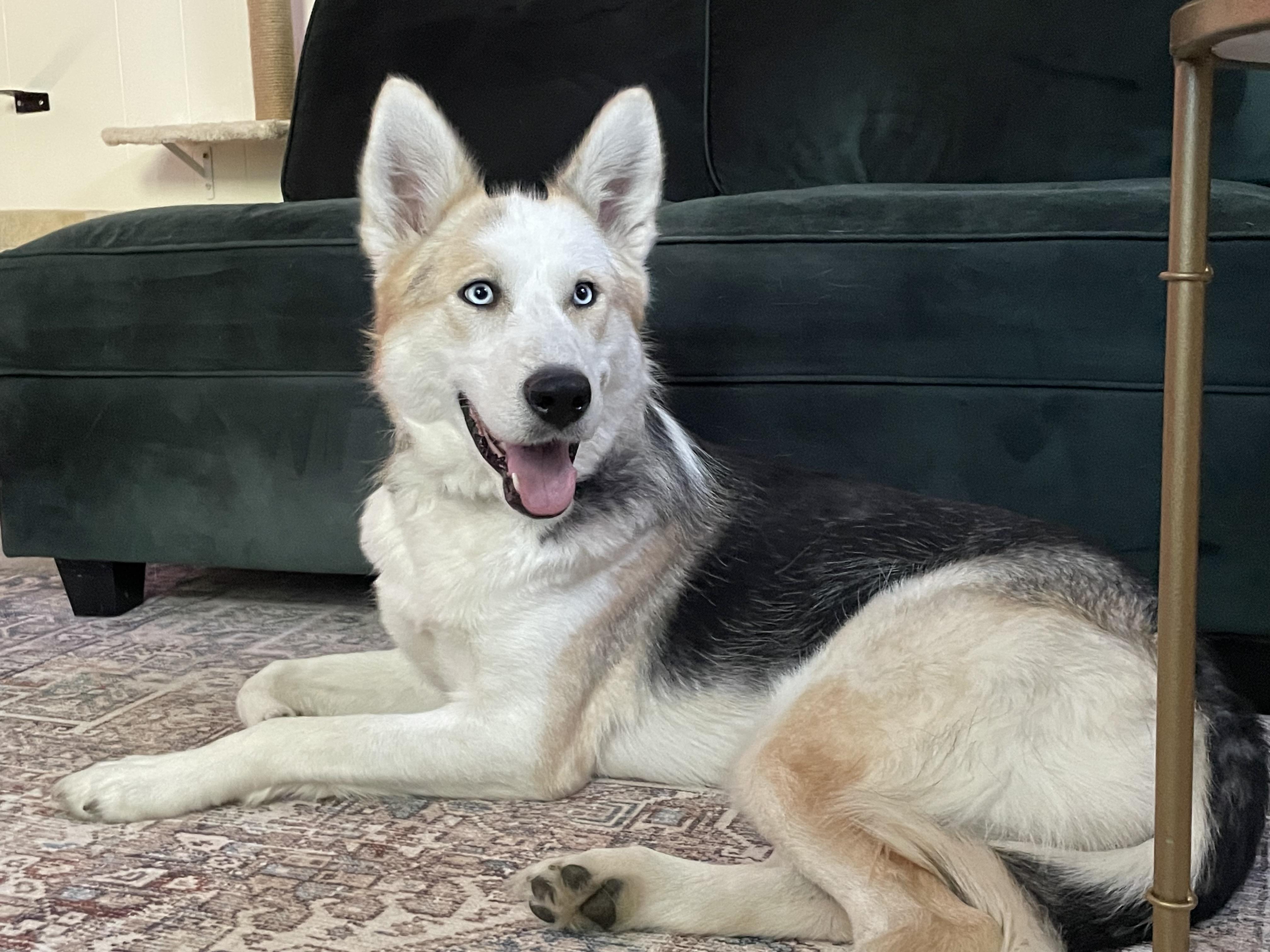 Kaia, a ADOPTABLE mixed breed in Westland, MI image 3/6