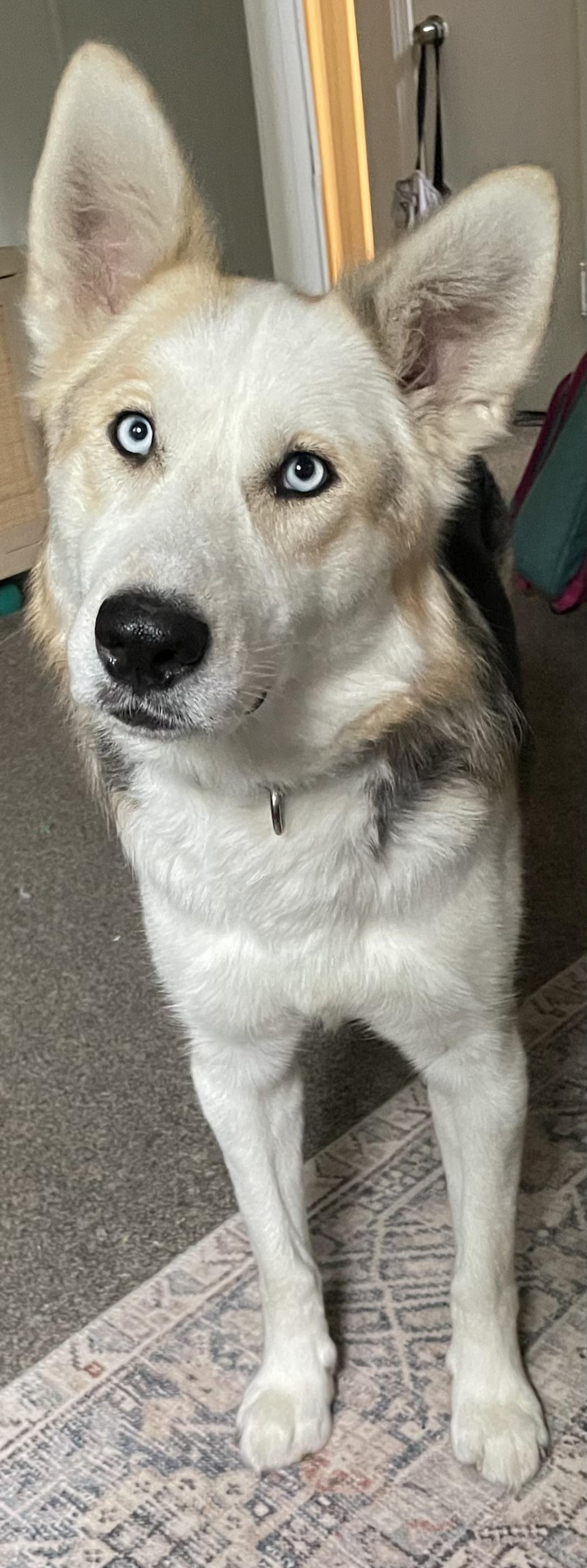 Kaia, a ADOPTABLE mixed breed in Westland, MI image 2/6