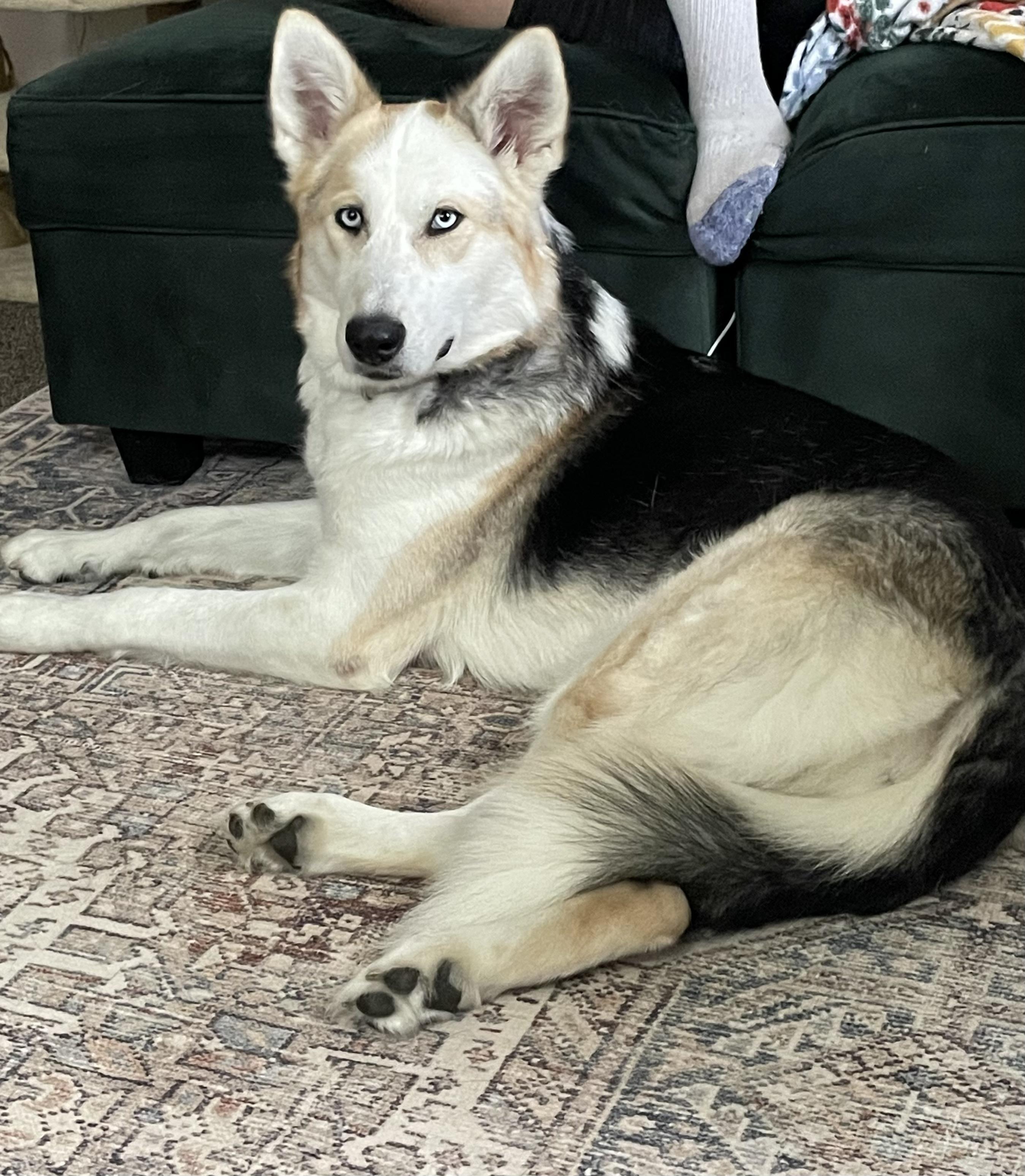 Kaia, ADOPTABLE, Young Female Alaskan Malamute & German Shepherd Dog.