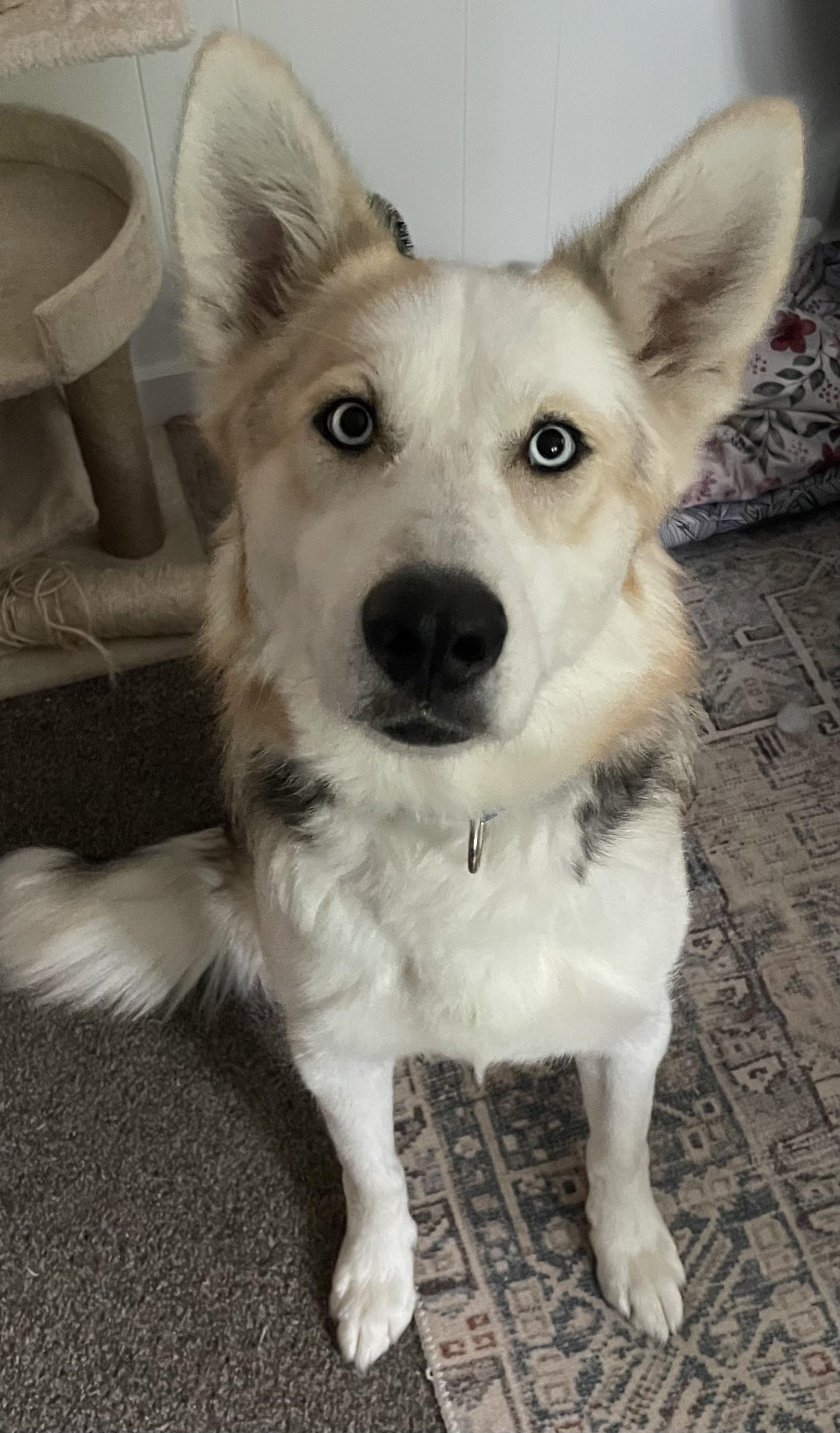 Kaia, a ADOPTABLE mixed breed in Westland, MI image 4/6