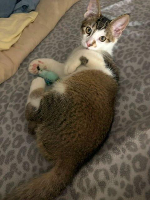 Enlarge Benny, a Adoptable Domestic Medium Hair in Peterborough, NH image 1/1