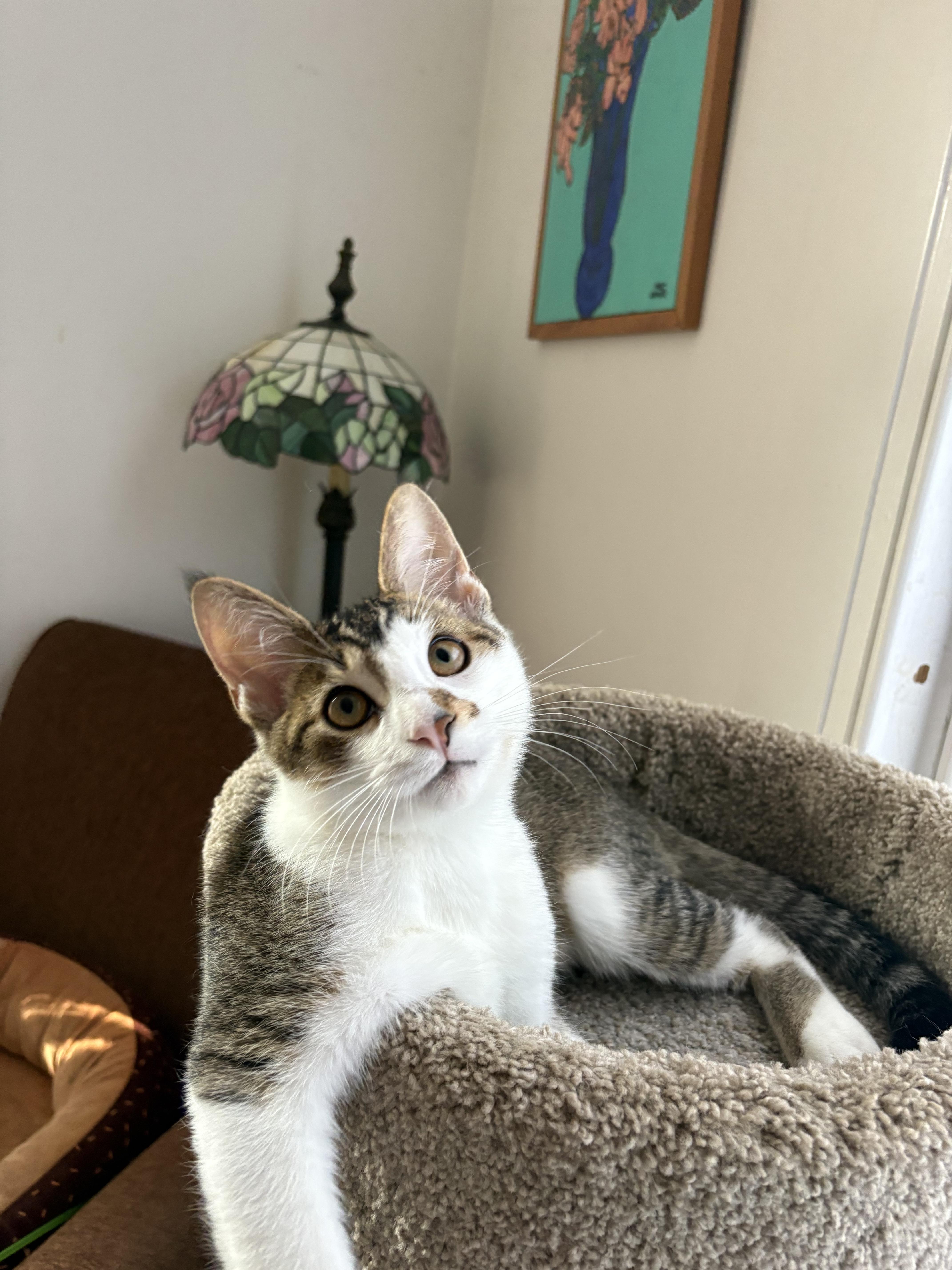 Enlarge Benny, a Adoptable Domestic Medium Hair in Peterborough, NH image 2/2