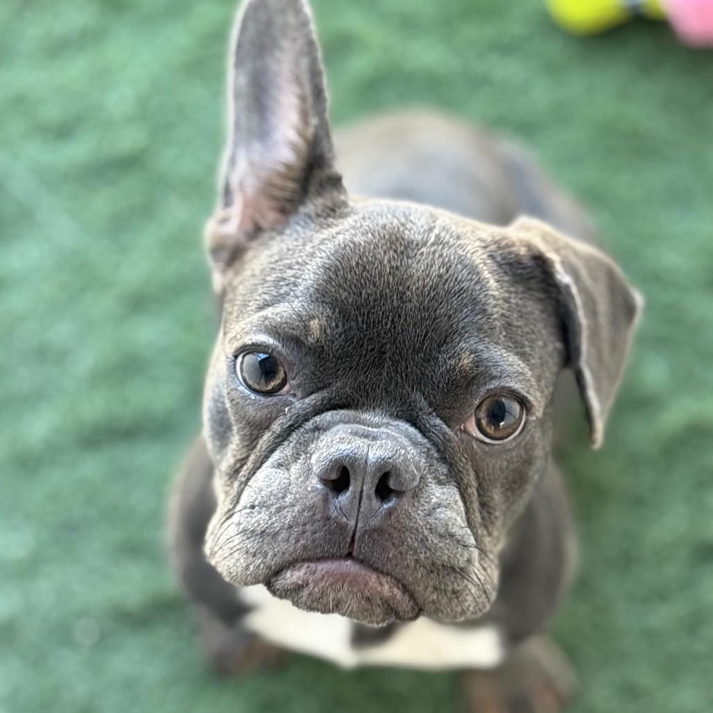 Enlarge Zoom Zoom Zoomie, a Adoptable French Bulldog in San Pablo, CA image 1/2