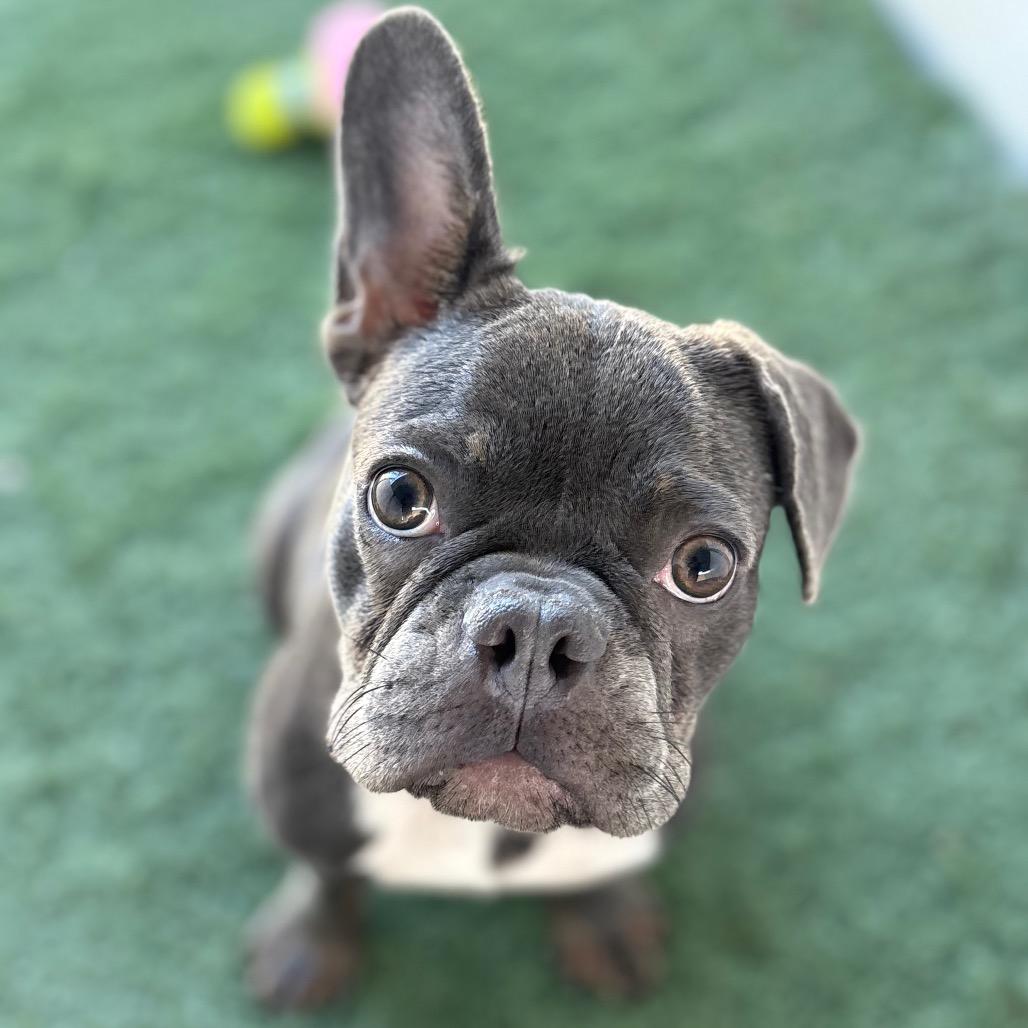 Enlarge Zoom Zoom Zoomie, a Adoptable French Bulldog in San Pablo, CA image 2/2