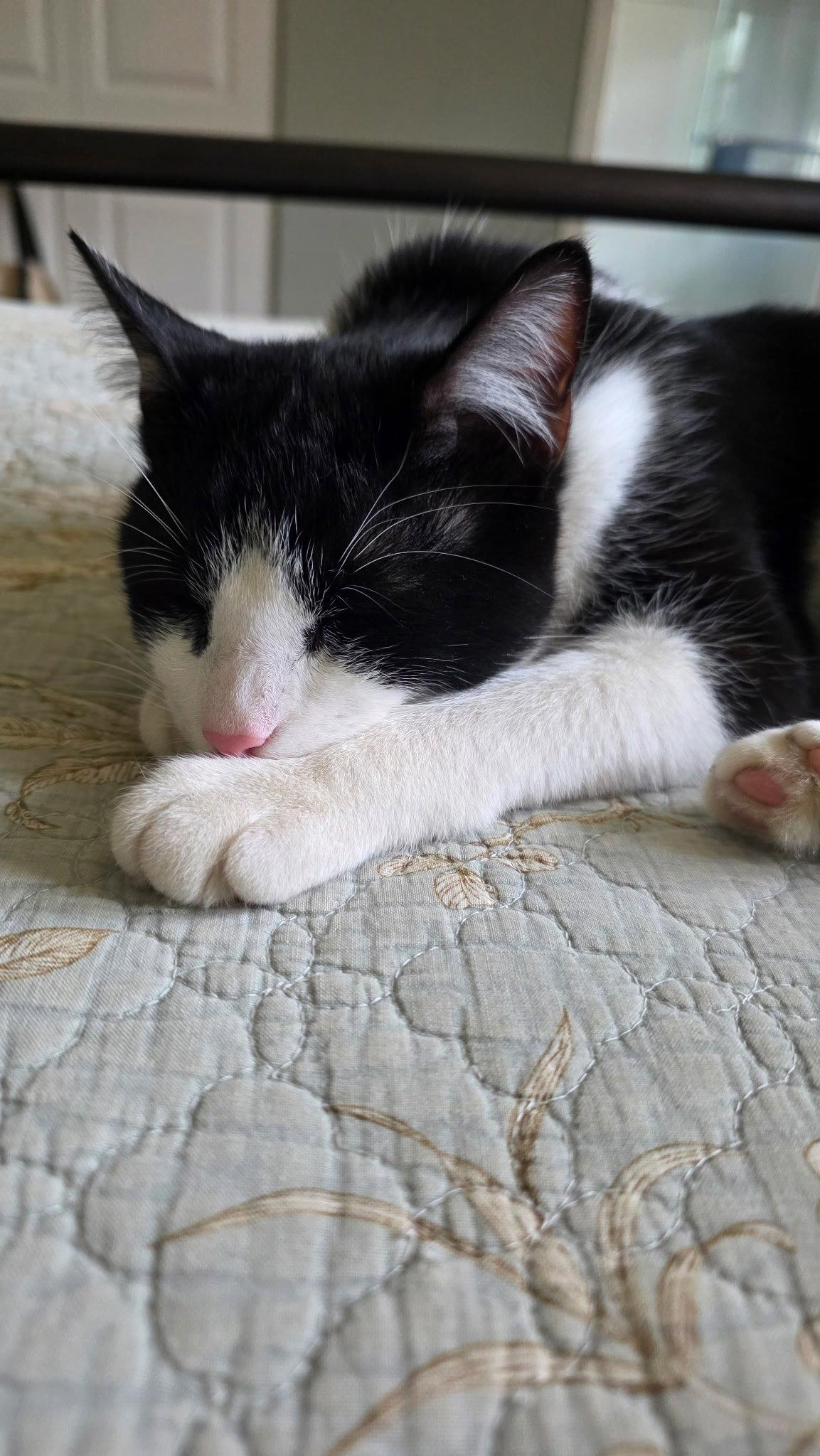 Pip, Adopted, Adult Male Domestic Short Hair.