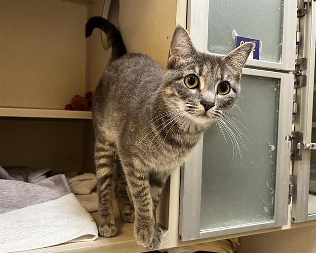 Enlarge CARDAMOM, a Adoptable Domestic Short Hair in Denver, CO image 1/1